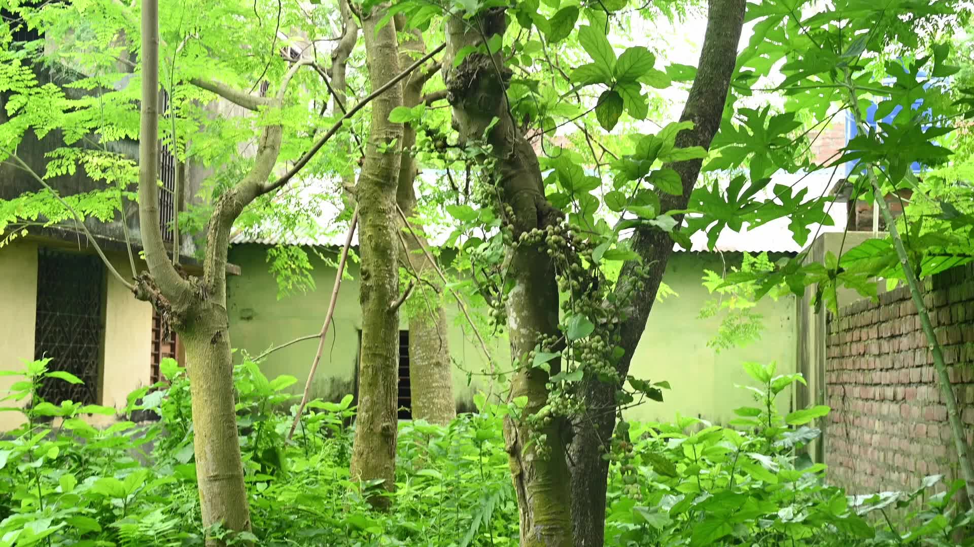 Fig - Ficus hispida