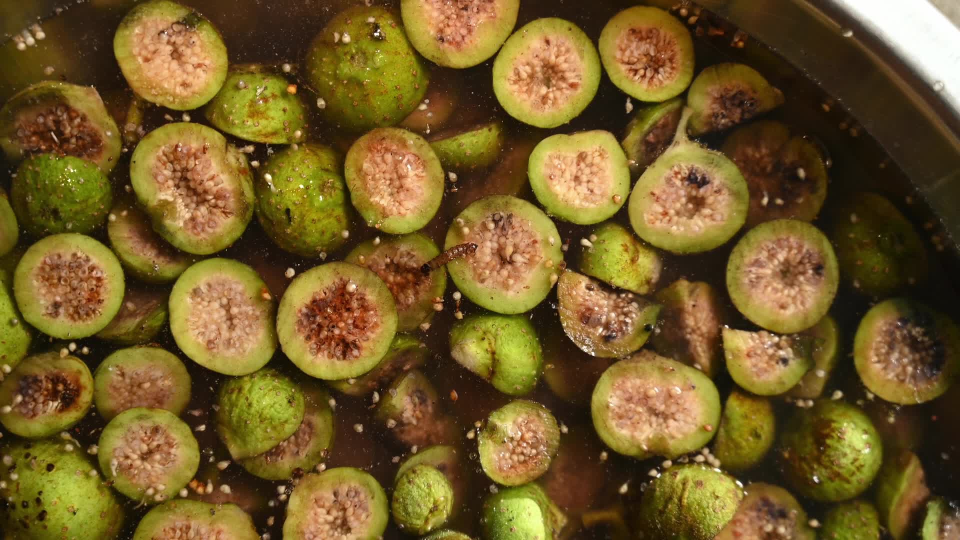 Fig - Ficus hispida