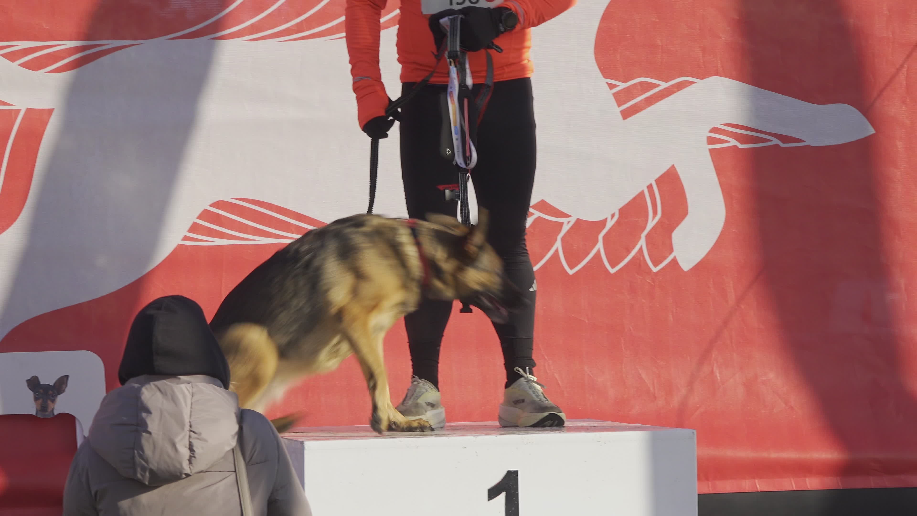 Pet owners run with their dogs in dogtrekking competition in Warsaw