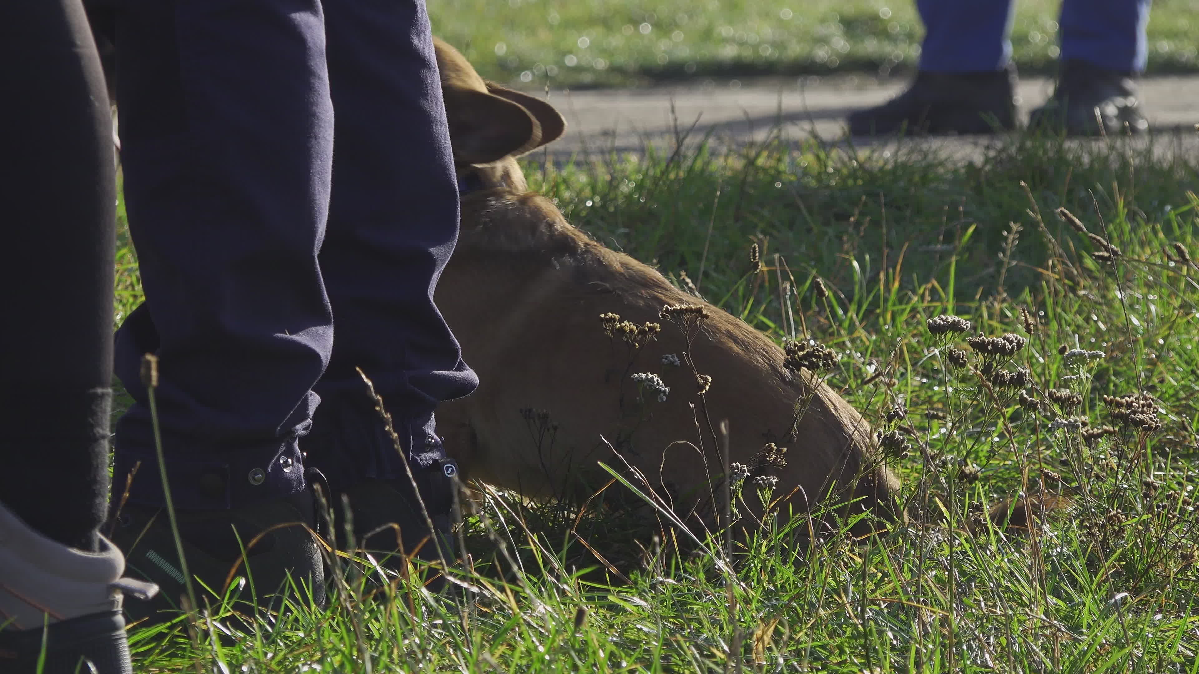 Pet owners run with their dogs in dogtrekking competition in Warsaw