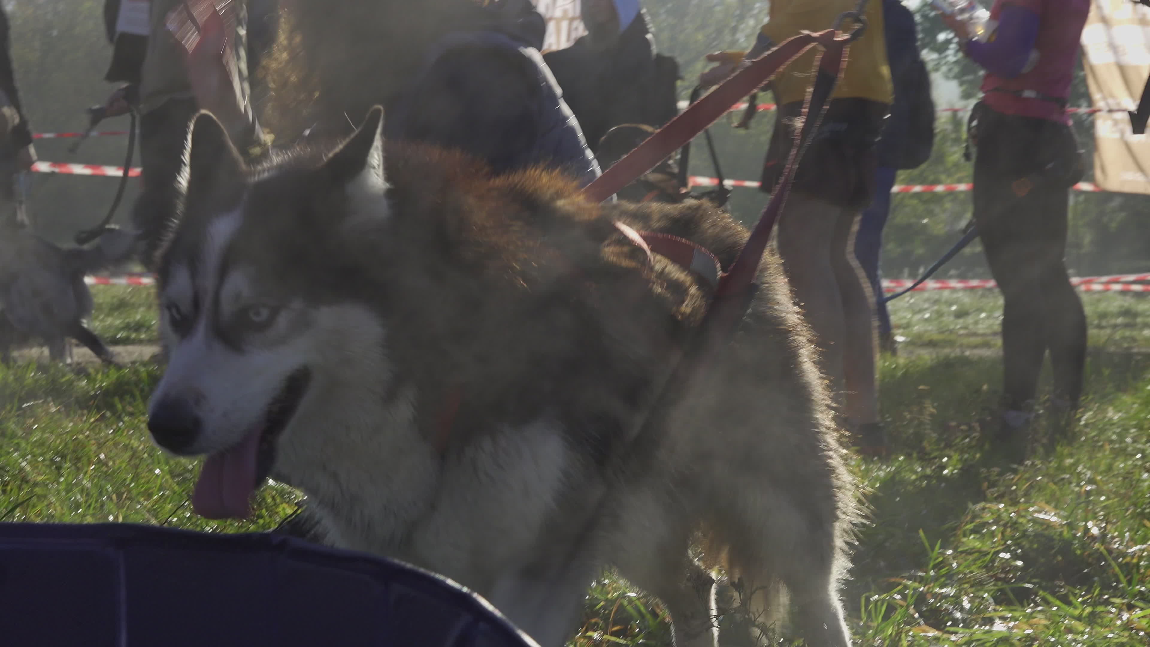 Pet owners run with their dogs in dogtrekking competition in Warsaw