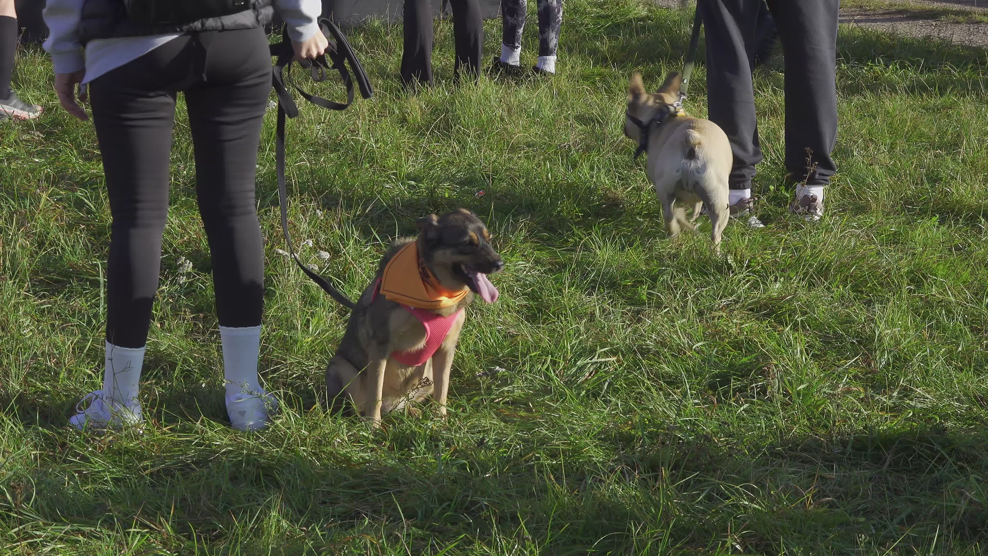 Pet owners run with their dogs in dogtrekking competition in Warsaw