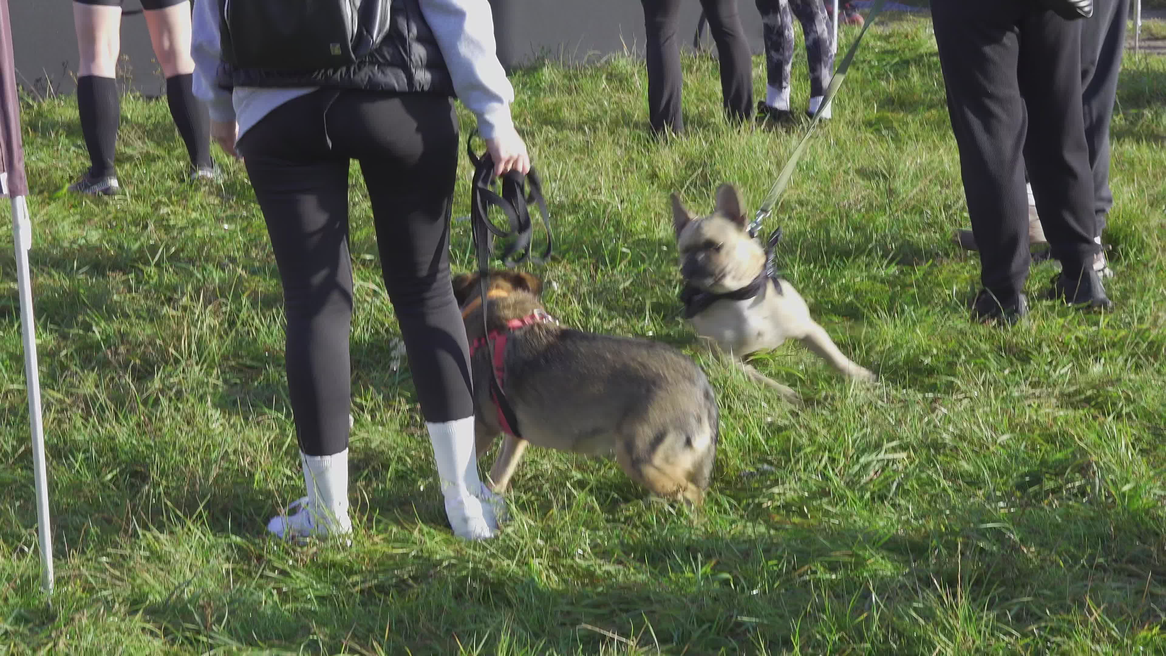 Pet owners run with their dogs in dogtrekking competition in Warsaw