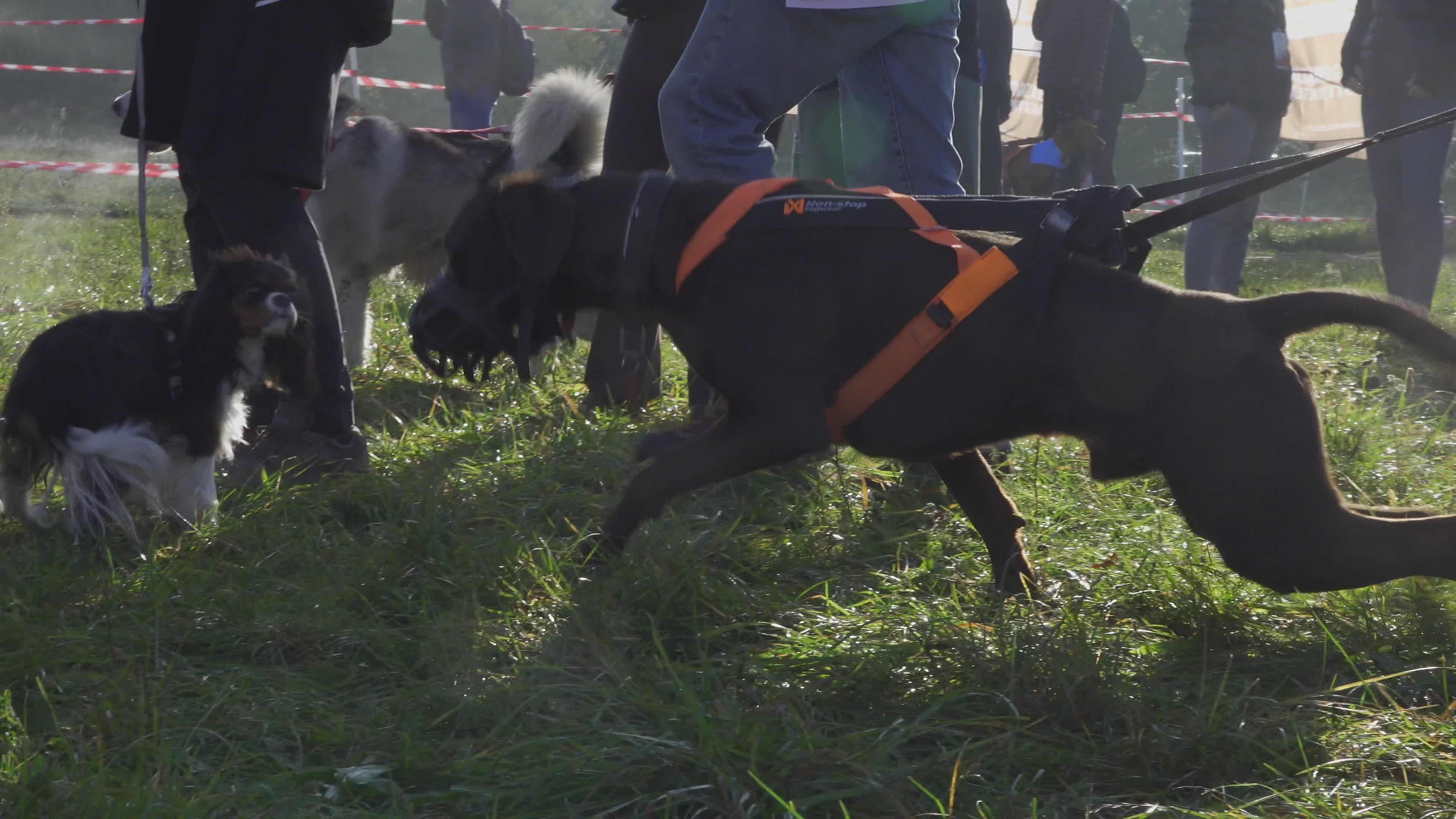 Pet owners run with their dogs in dogtrekking competition in Warsaw