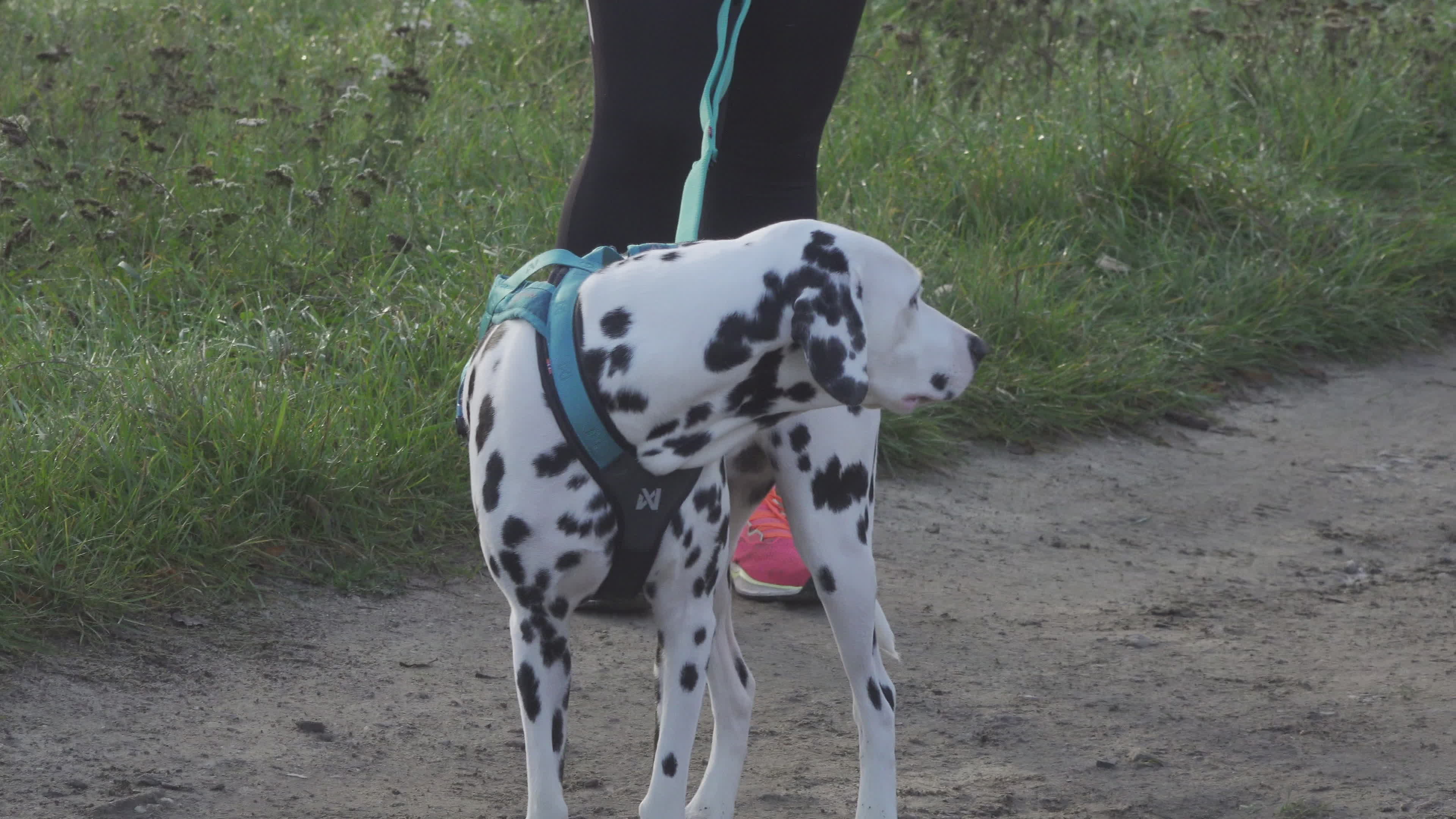 Pet owners run with their dogs in dogtrekking competition in Warsaw