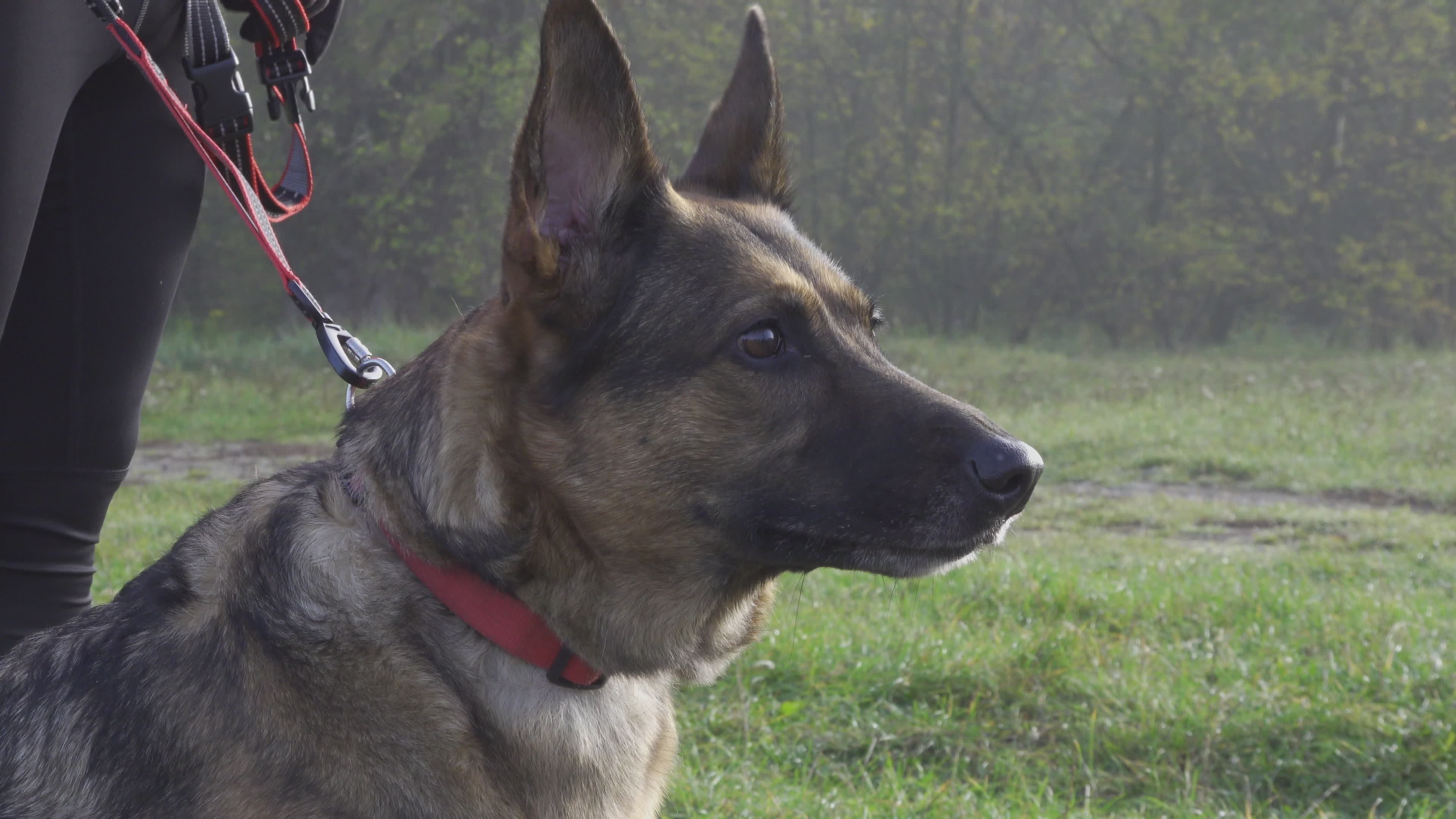 Pet owners run with their dogs in dogtrekking competition in Warsaw