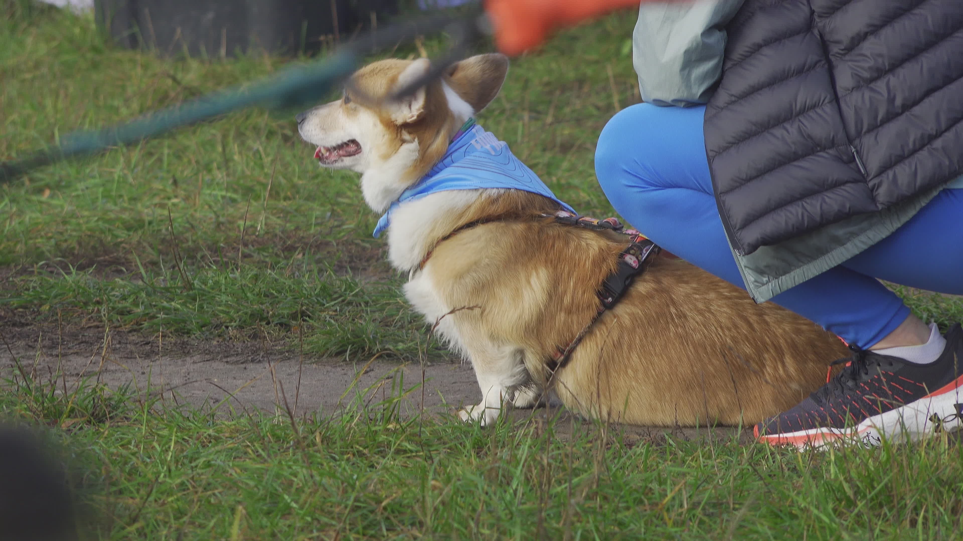 Pet owners run with their dogs in dogtrekking competition in Warsaw