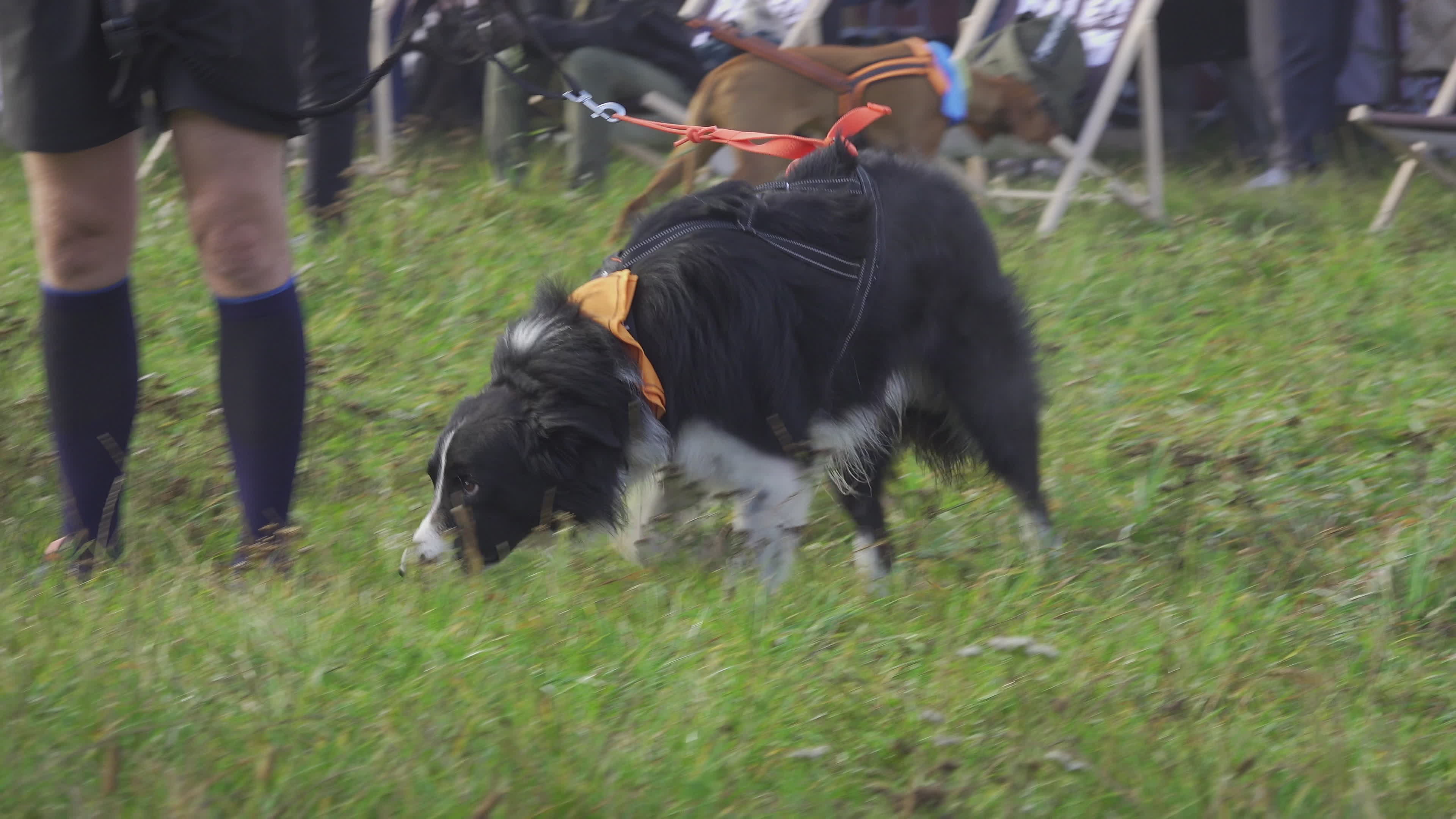 Pet owners run with their dogs in dogtrekking competition in Warsaw