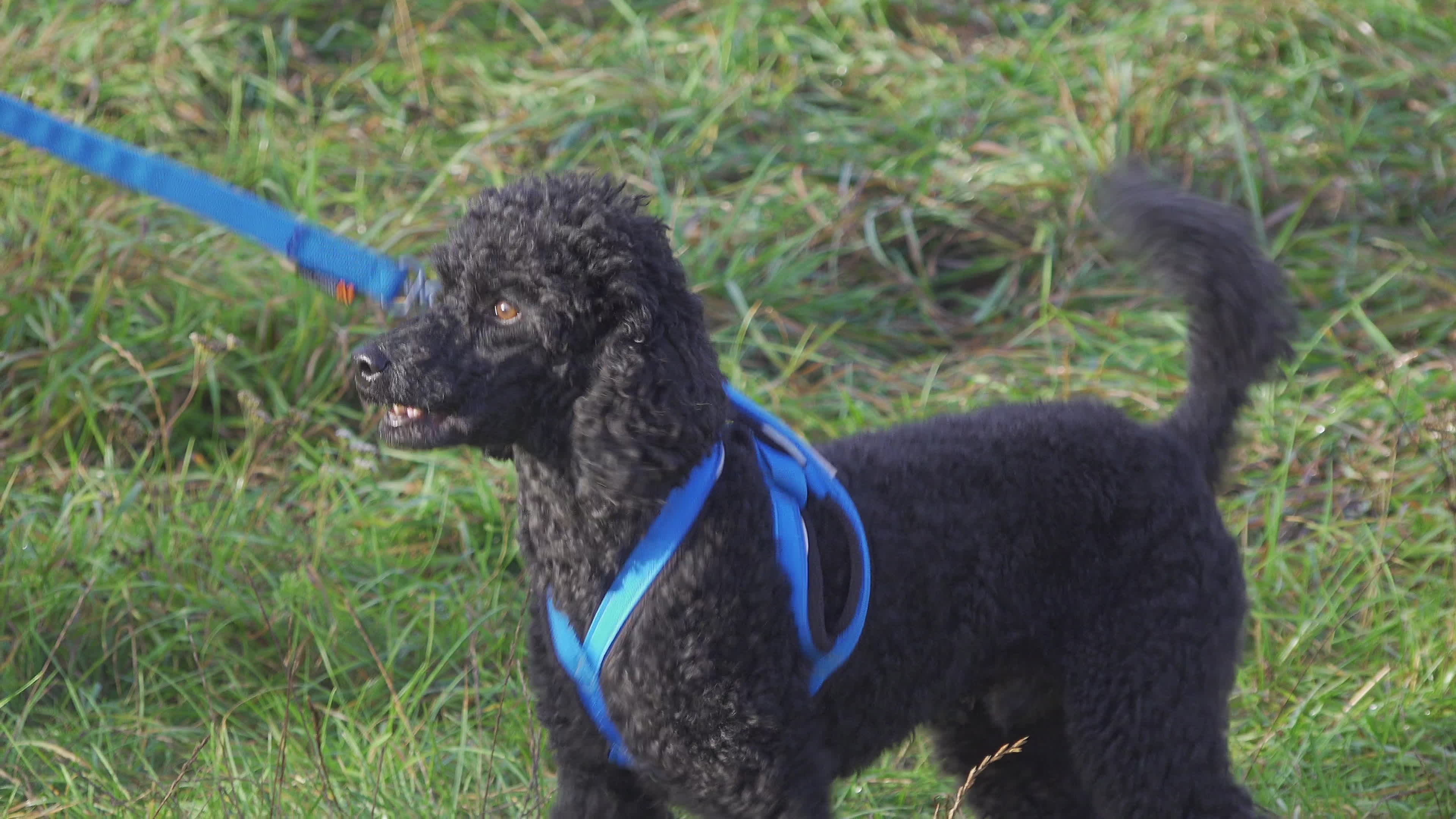 Pet owners run with their dogs in dogtrekking competition in Warsaw
