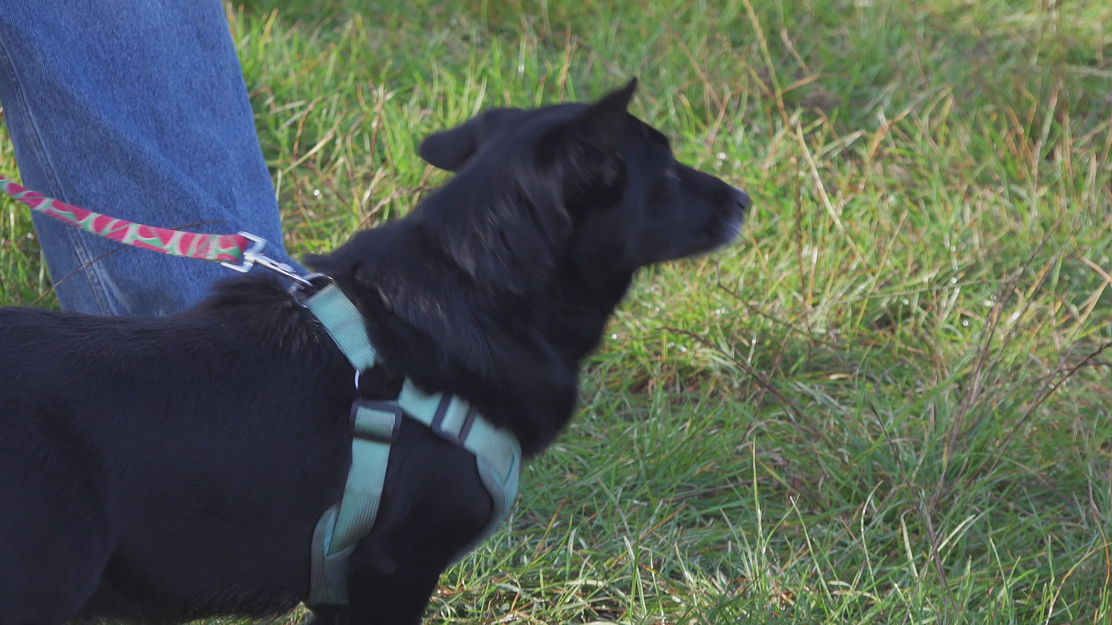 Pet owners run with their dogs in dogtrekking competition in Warsaw