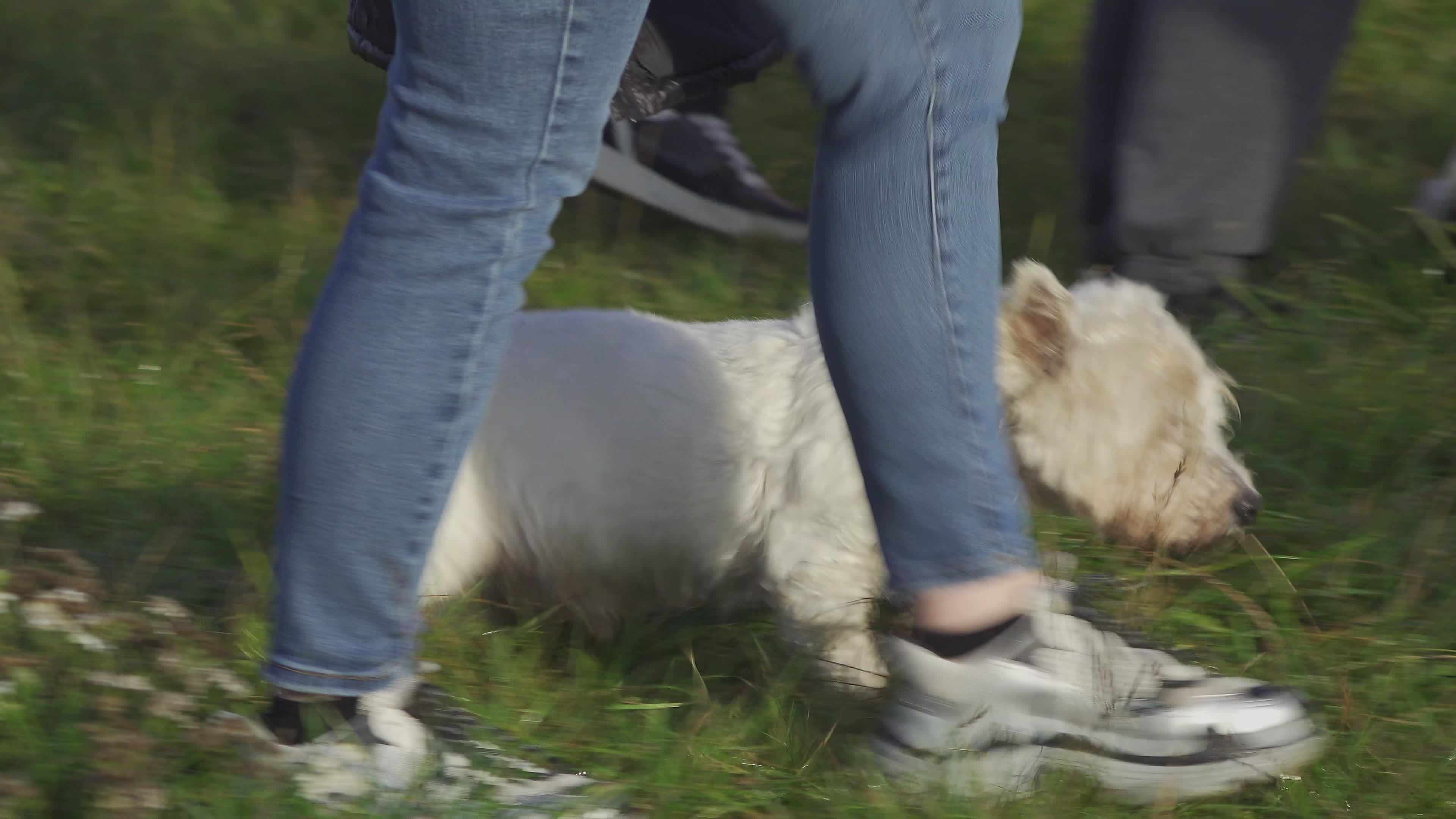 Pet owners run with their dogs in dogtrekking competition in Warsaw
