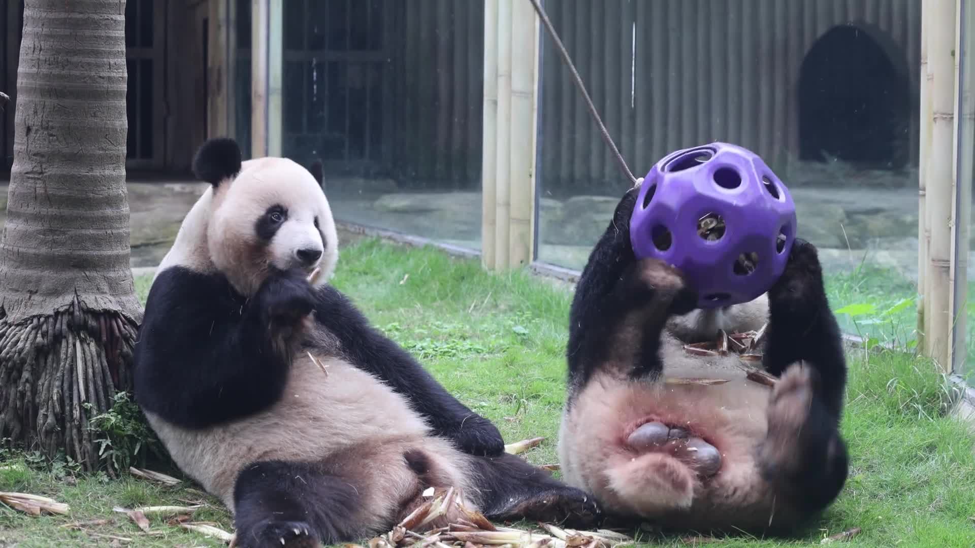 Giant Panda - 10/17/2026