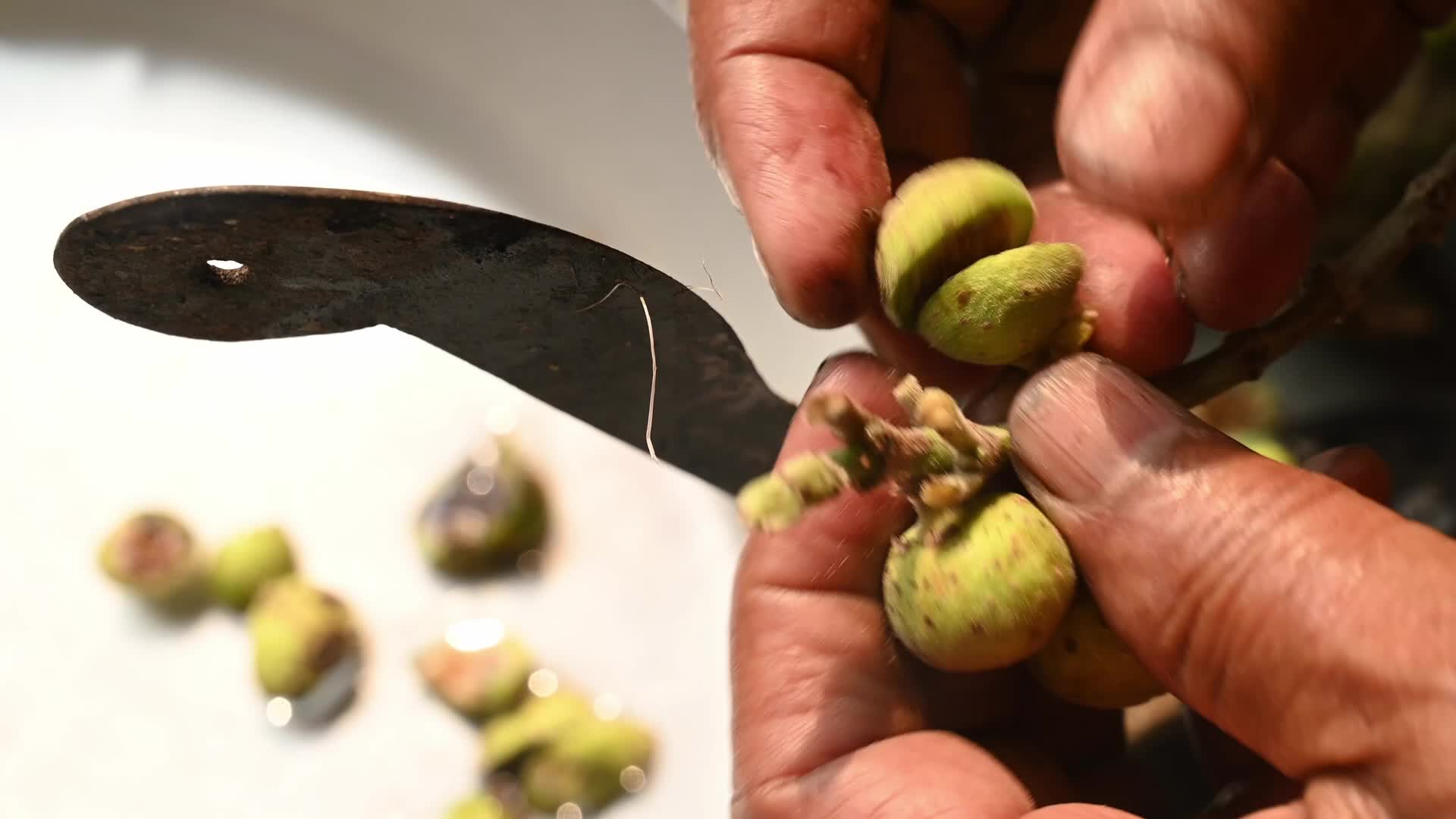Fig - Ficus hispida