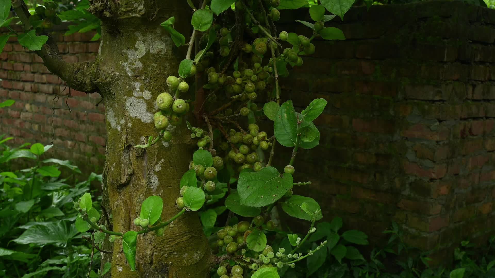 Fig - Ficus hispida