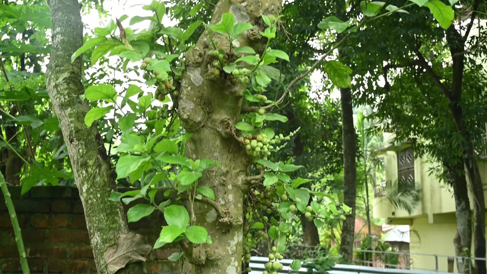 Fig - Ficus hispida