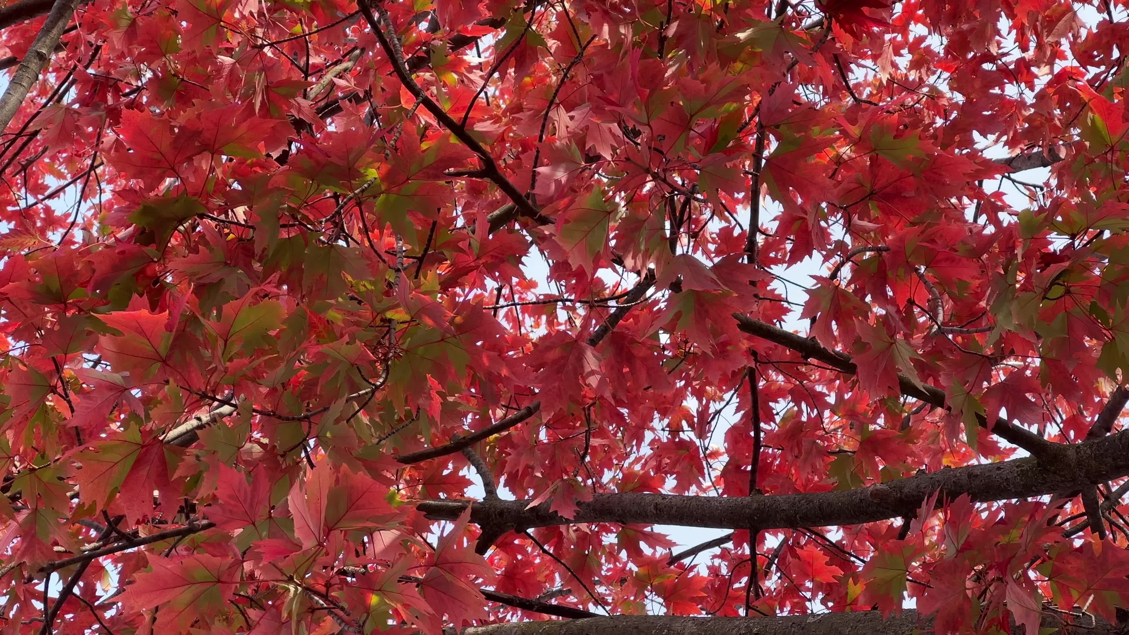 Colourful autumn leaves in Toronto, Canada