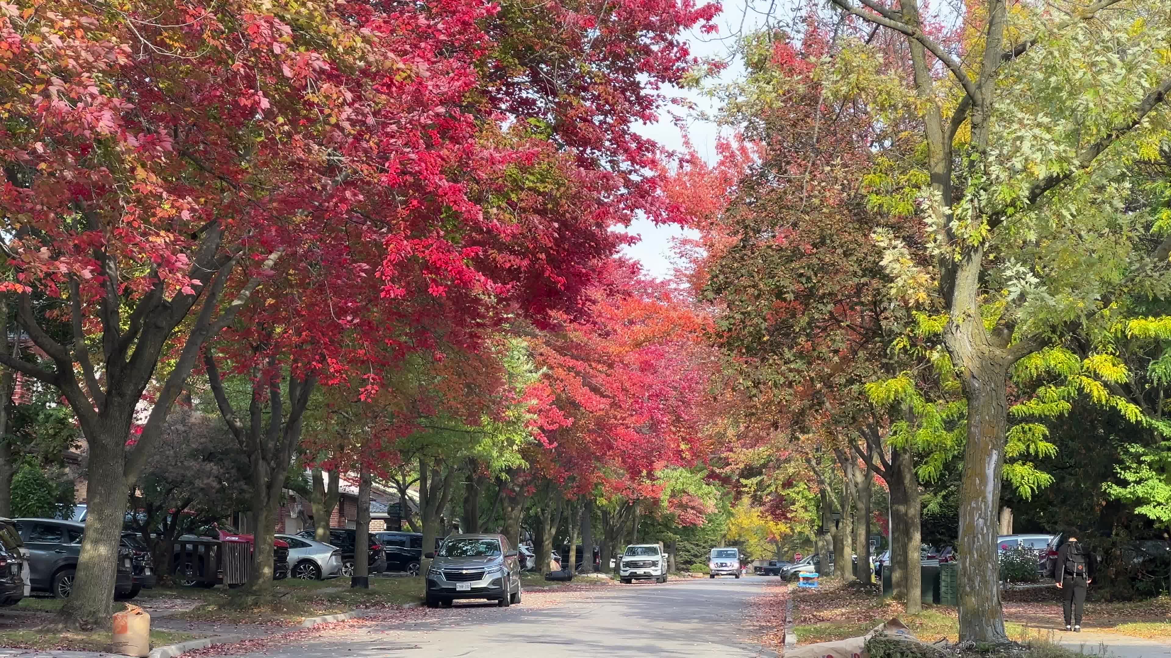 Colourful autumn leaves in Toronto, Canada