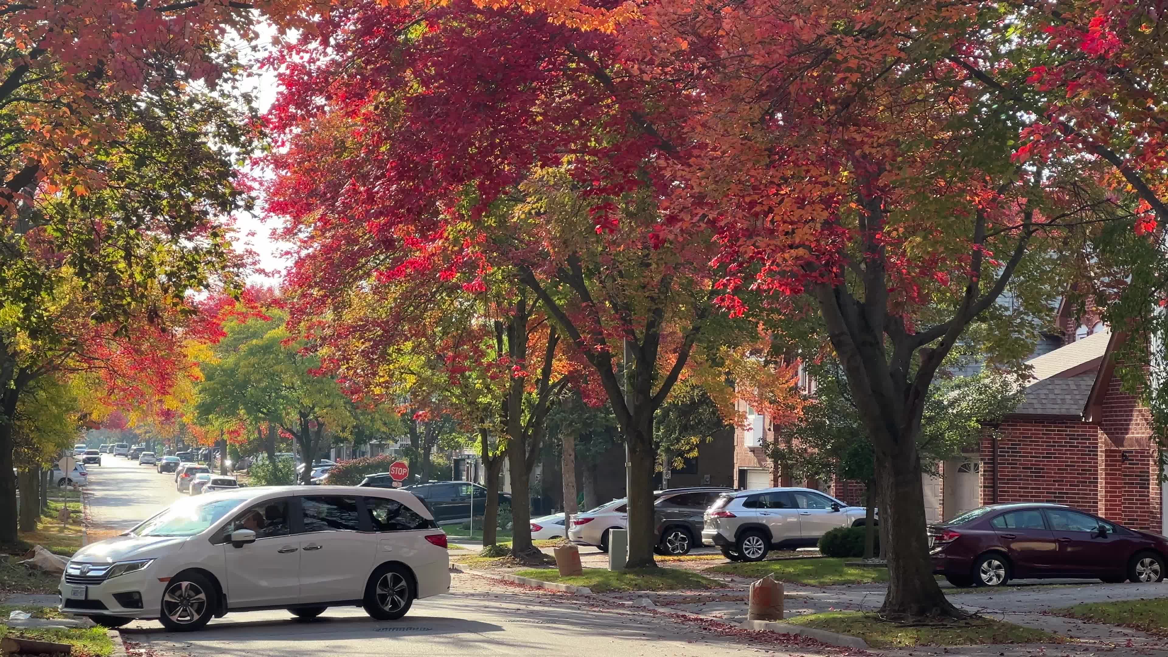 Colourful autumn leaves in Toronto, Canada