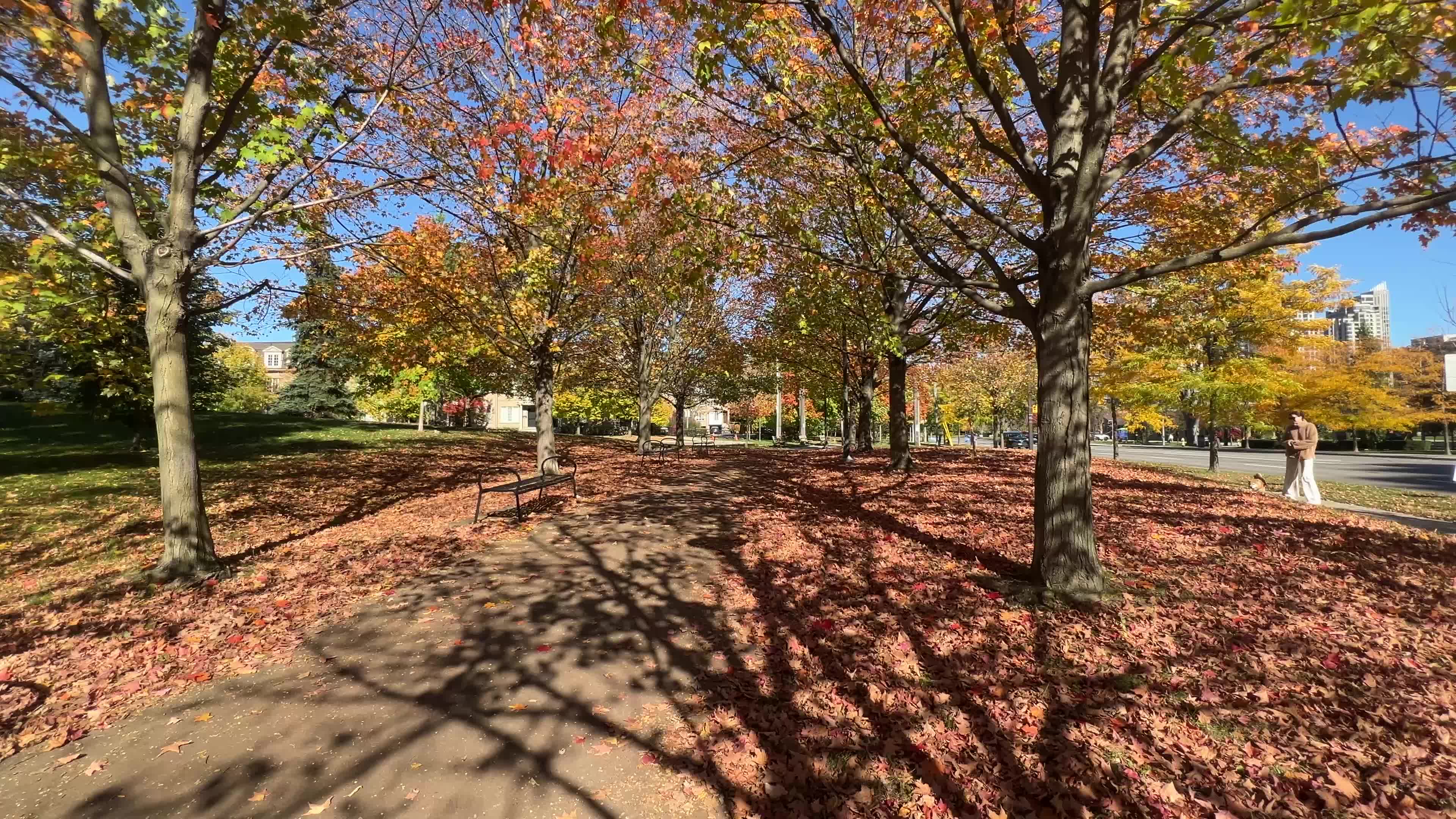 Colourful autumn leaves in Toronto, Canada