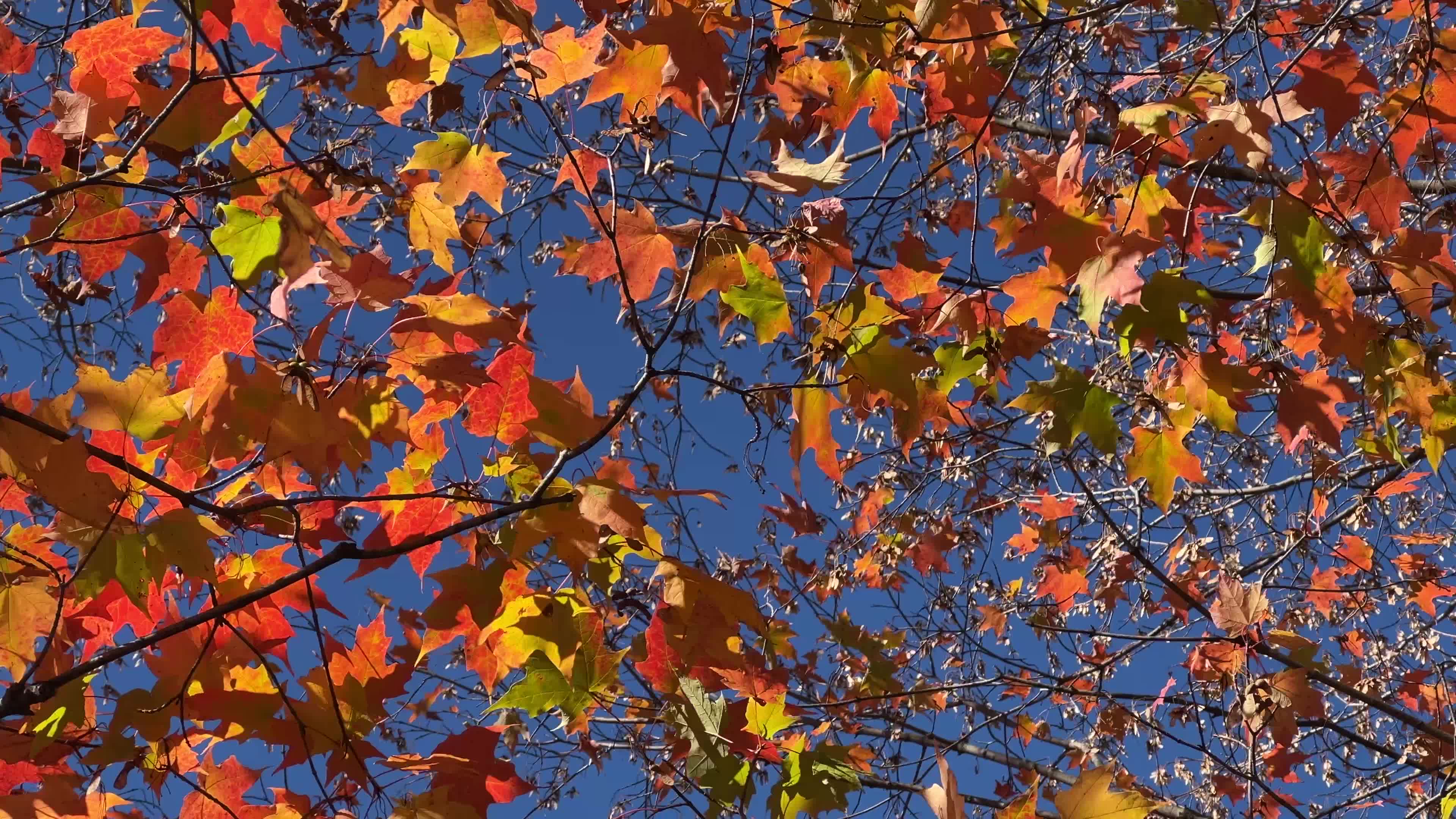Colourful autumn leaves in Toronto, Canada