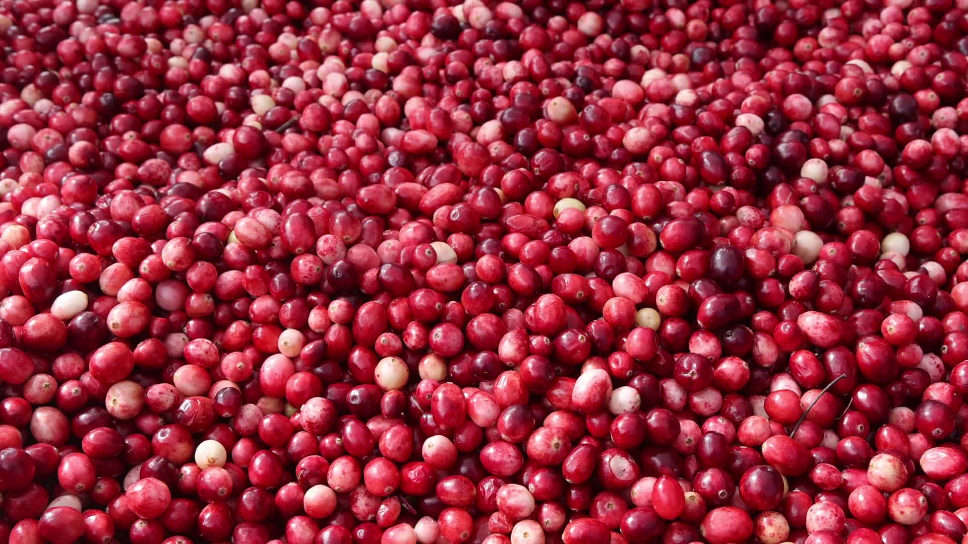 Bala Cranberry Festival