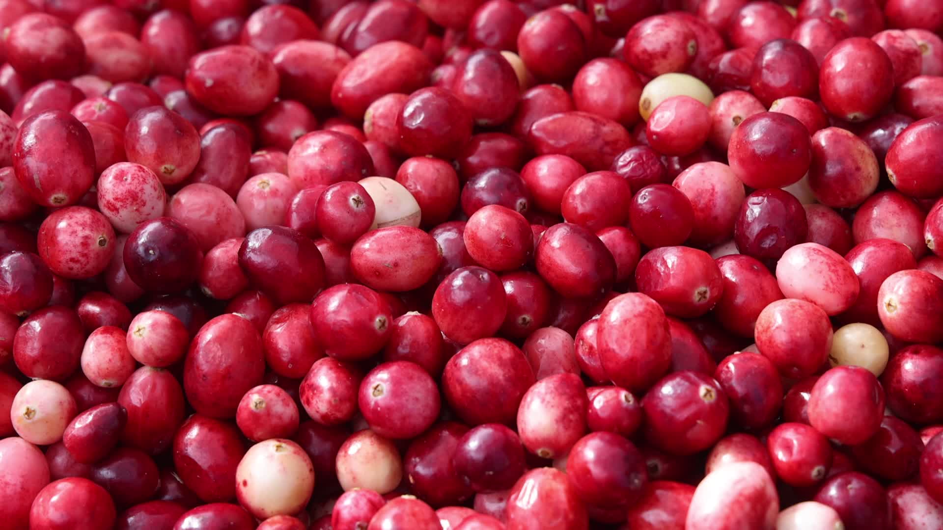 Bala Cranberry Festival