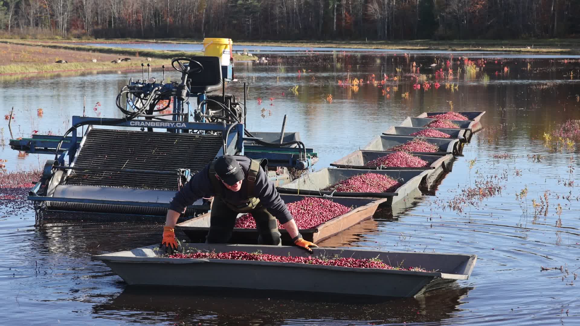 Cranberry Harvest in Canada