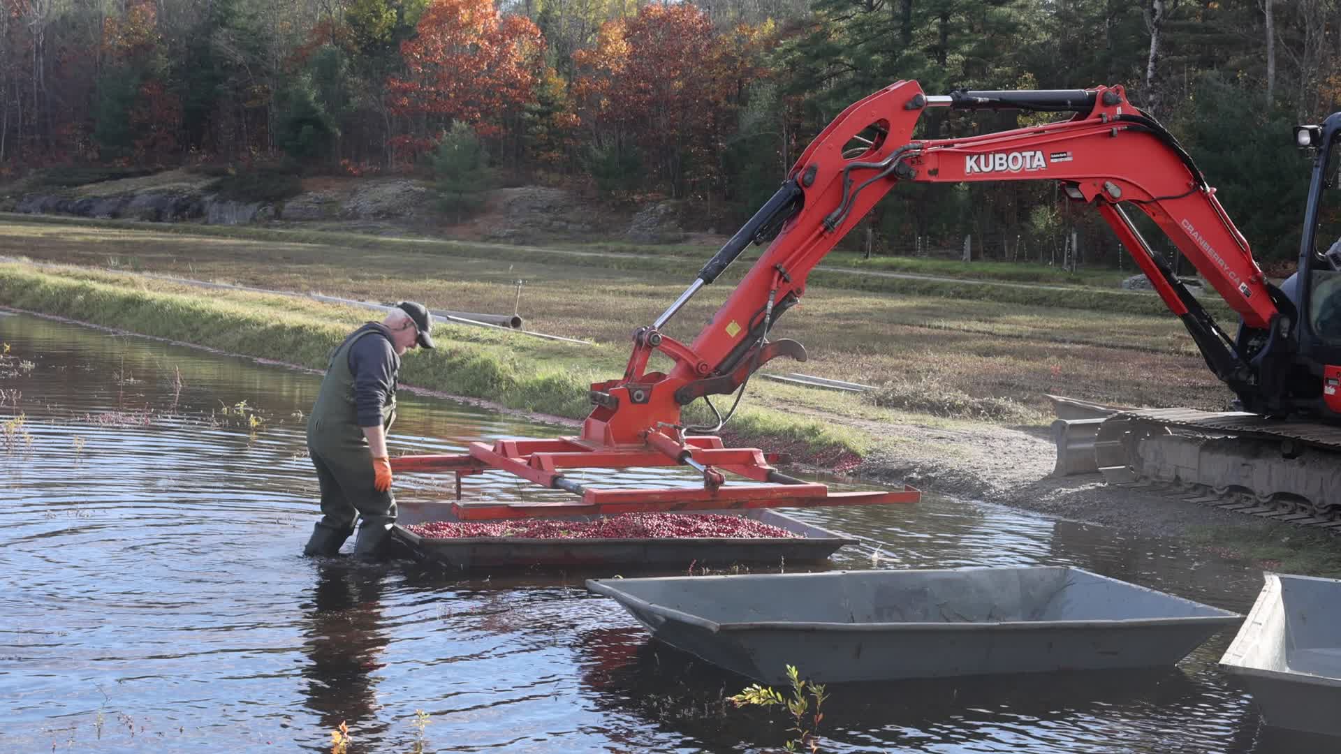Cranberry Harvest in Canada