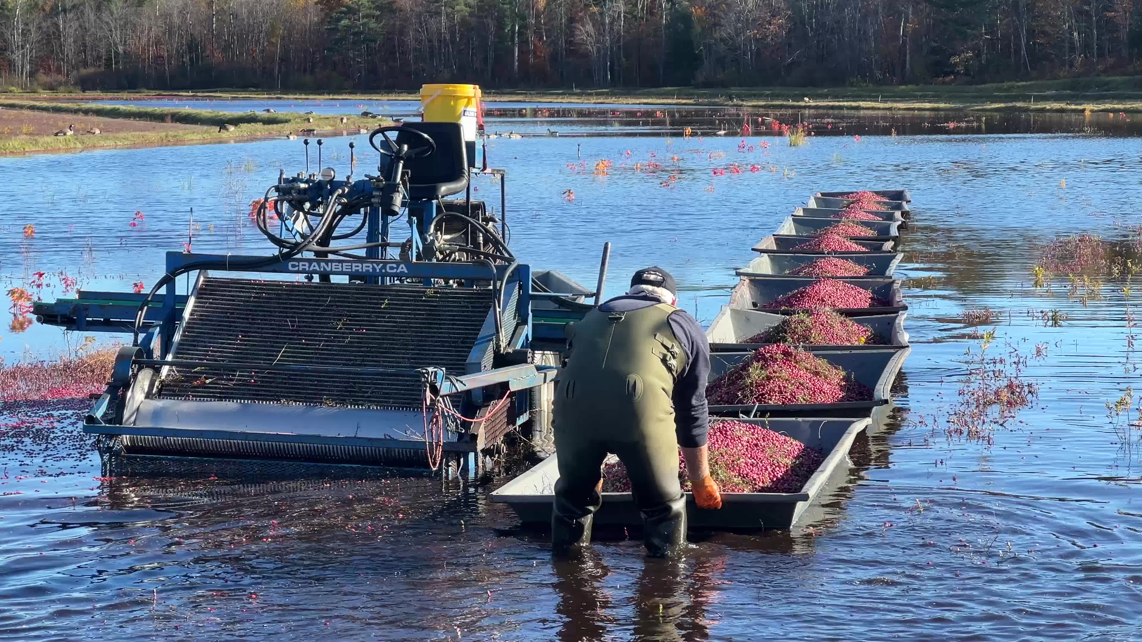Cranberry Harvest in Canada