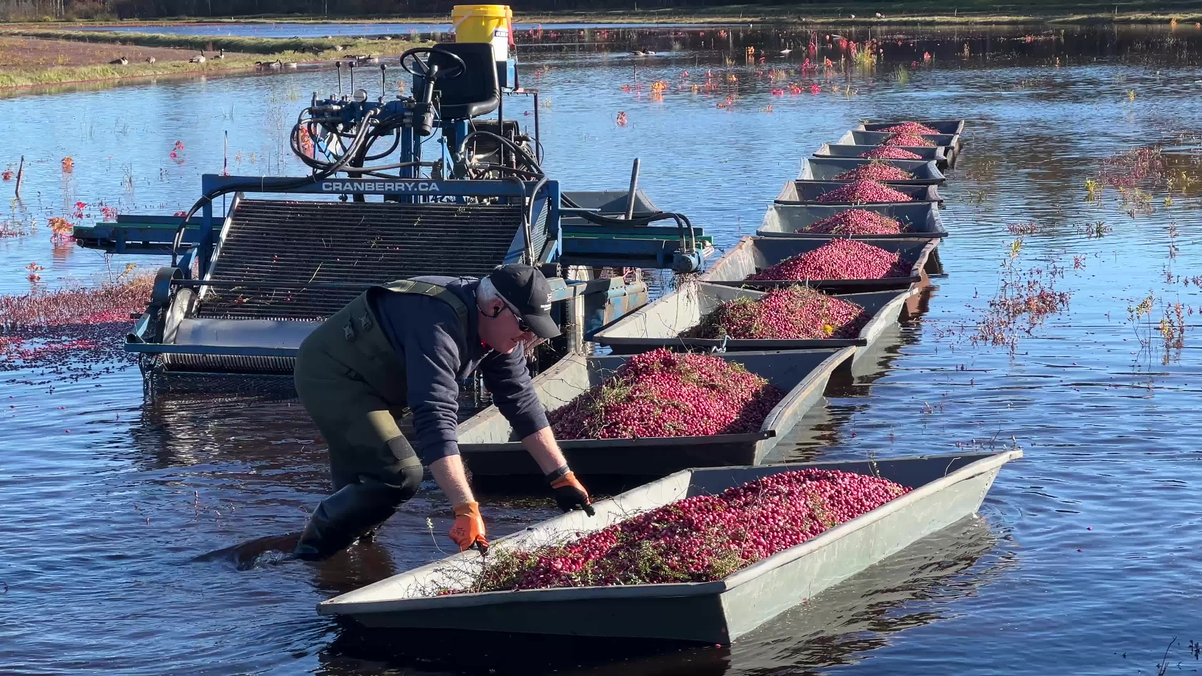 Cranberry Harvest in Canada