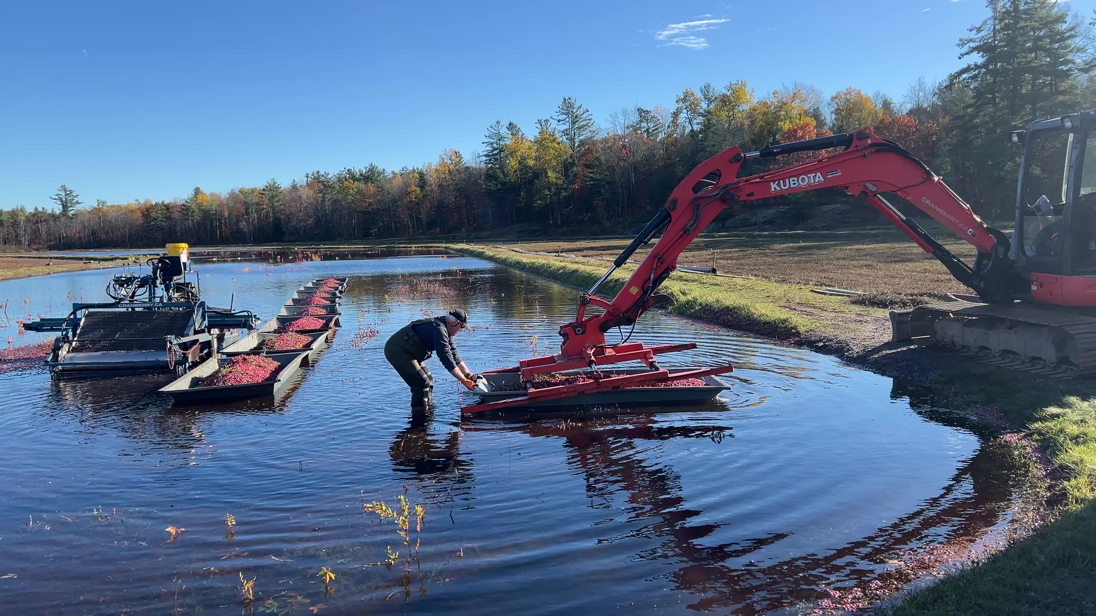 Cranberry Harvest in Canada