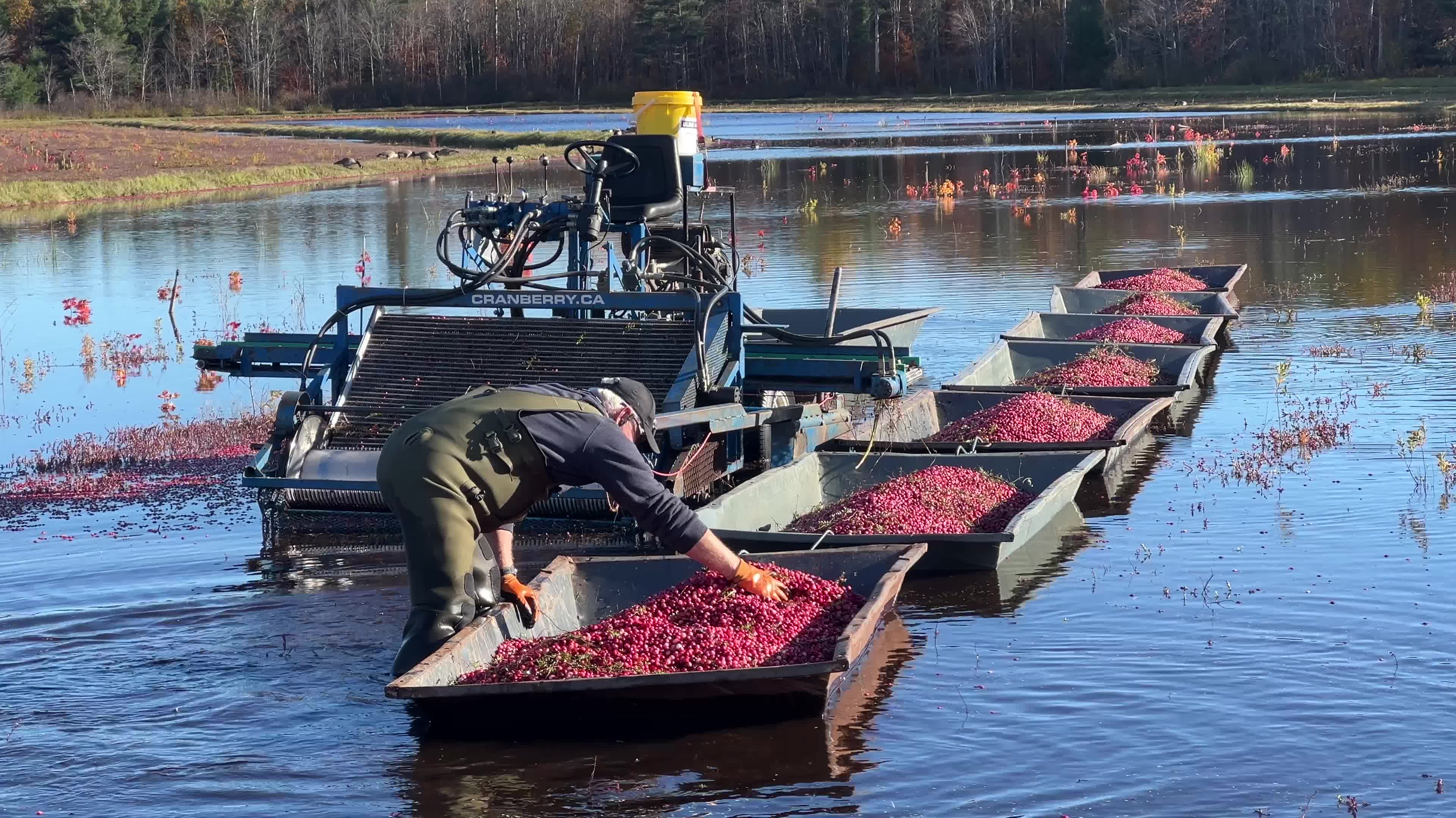 Cranberry Harvest in Canada