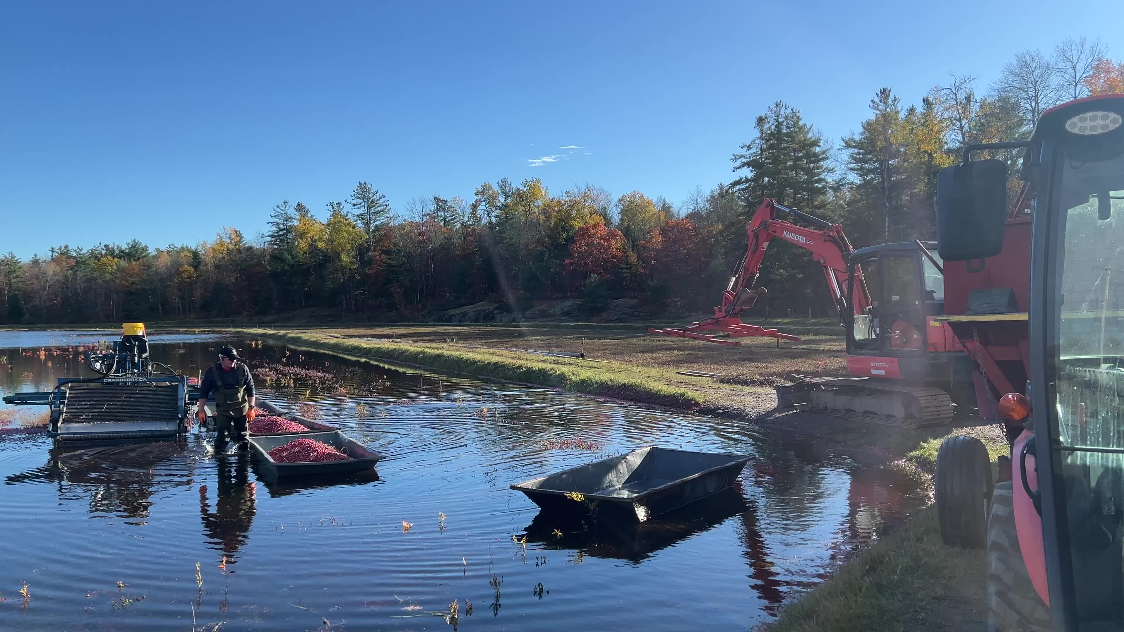Cranberry Harvest in Canada