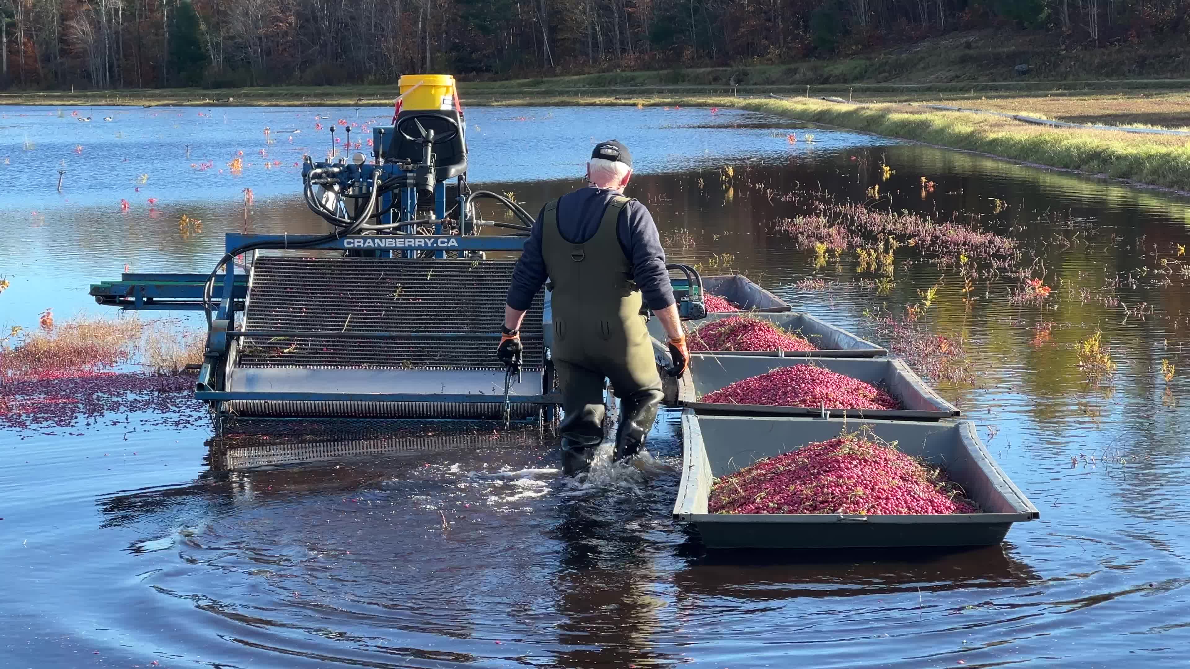 Cranberry Harvest in Canada