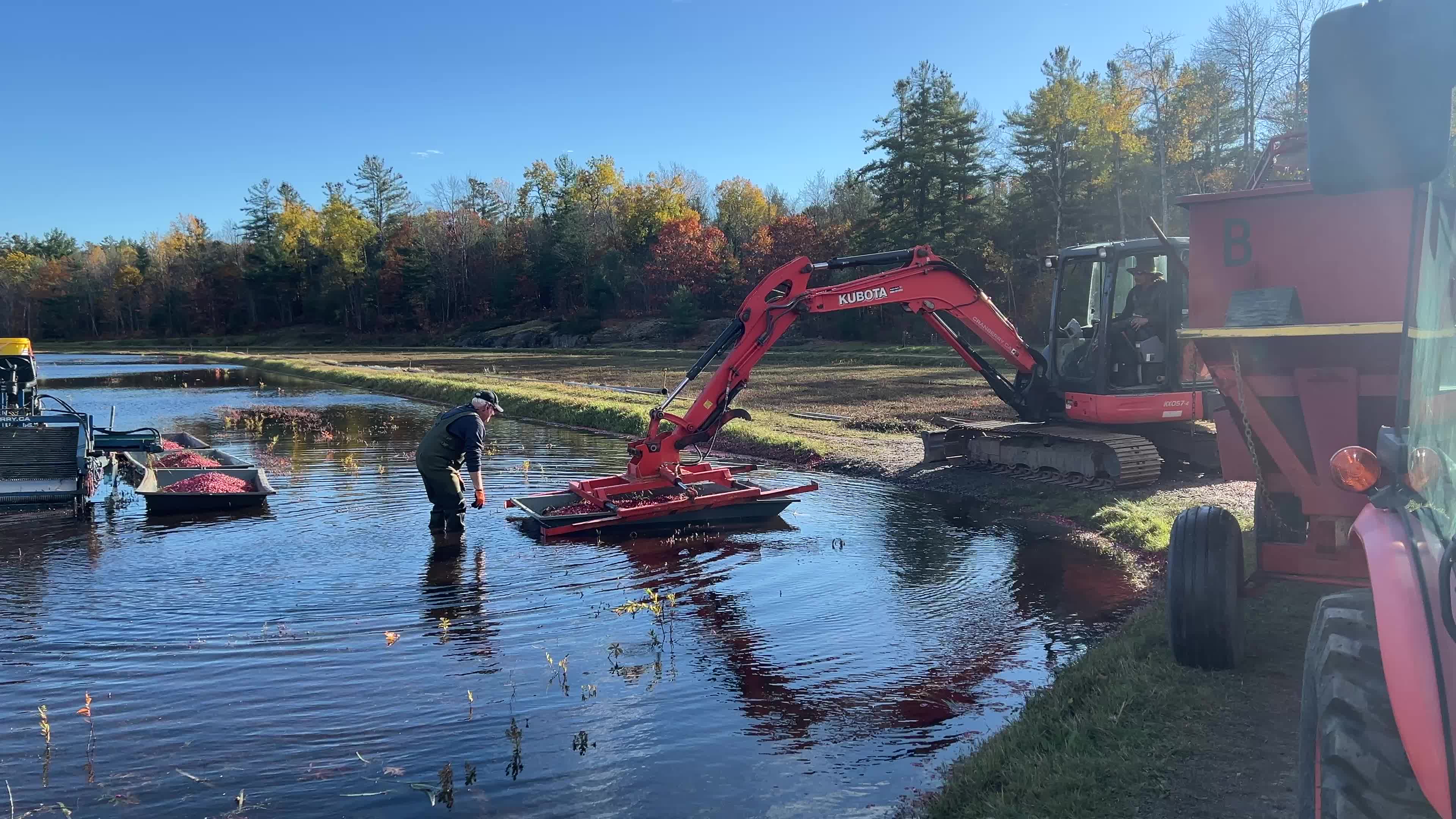 Cranberry Harvest in Canada