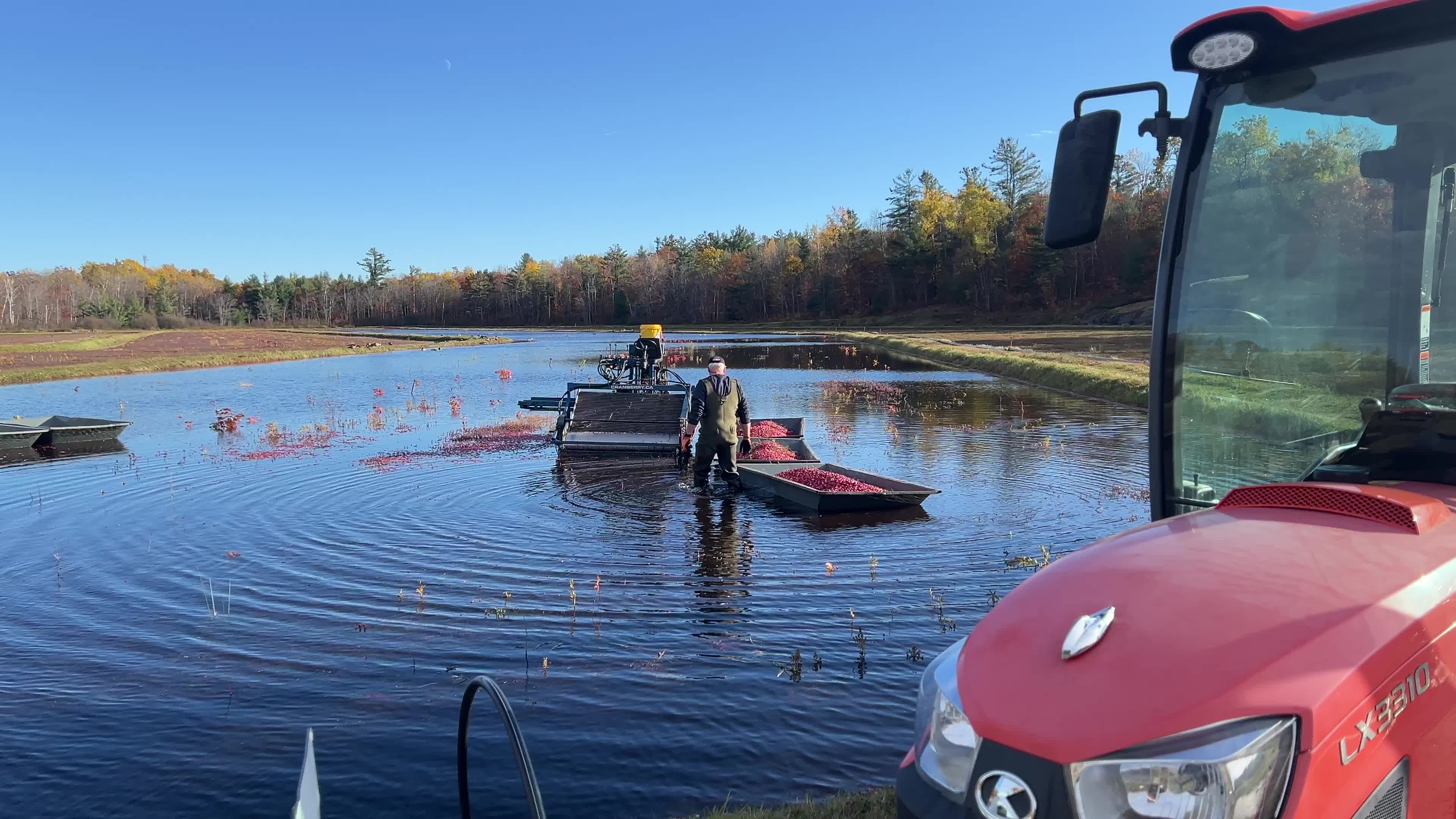 Cranberry Harvest in Canada