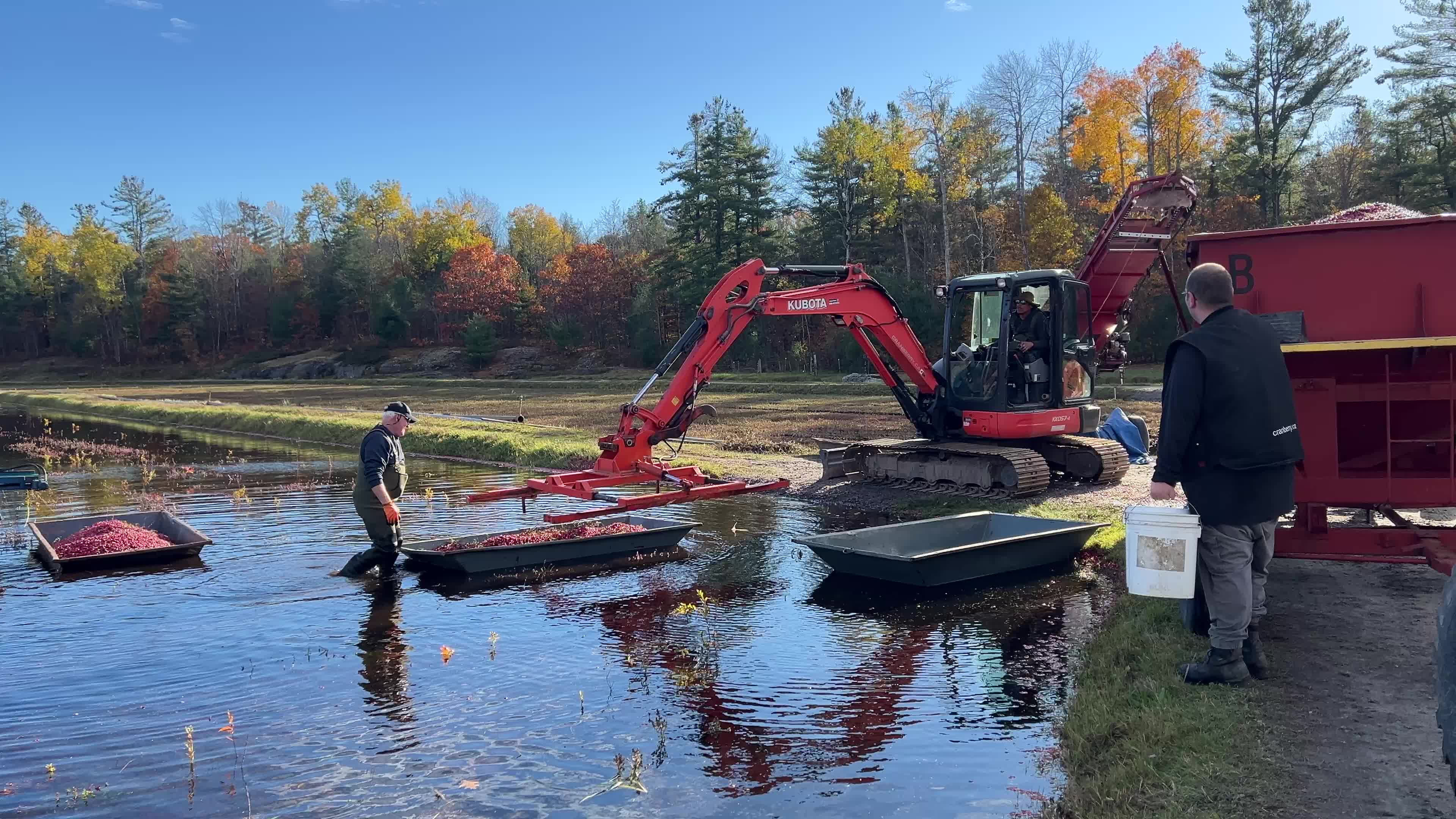 Cranberry Harvest in Canada