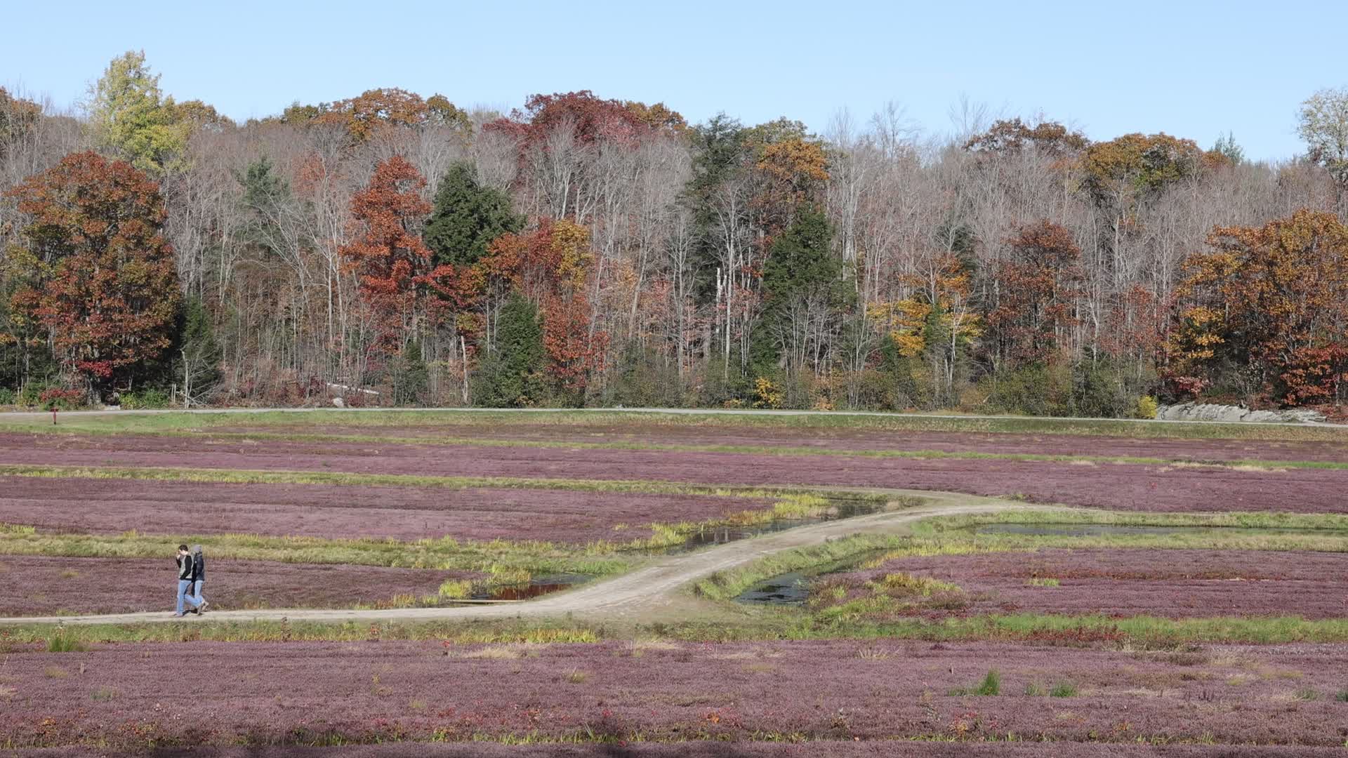 Cranberry Harvest in Canada