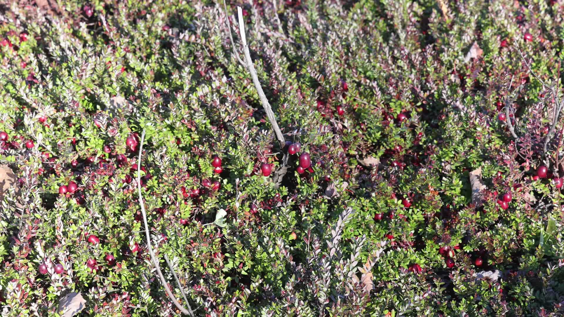 Cranberry Harvest in Canada