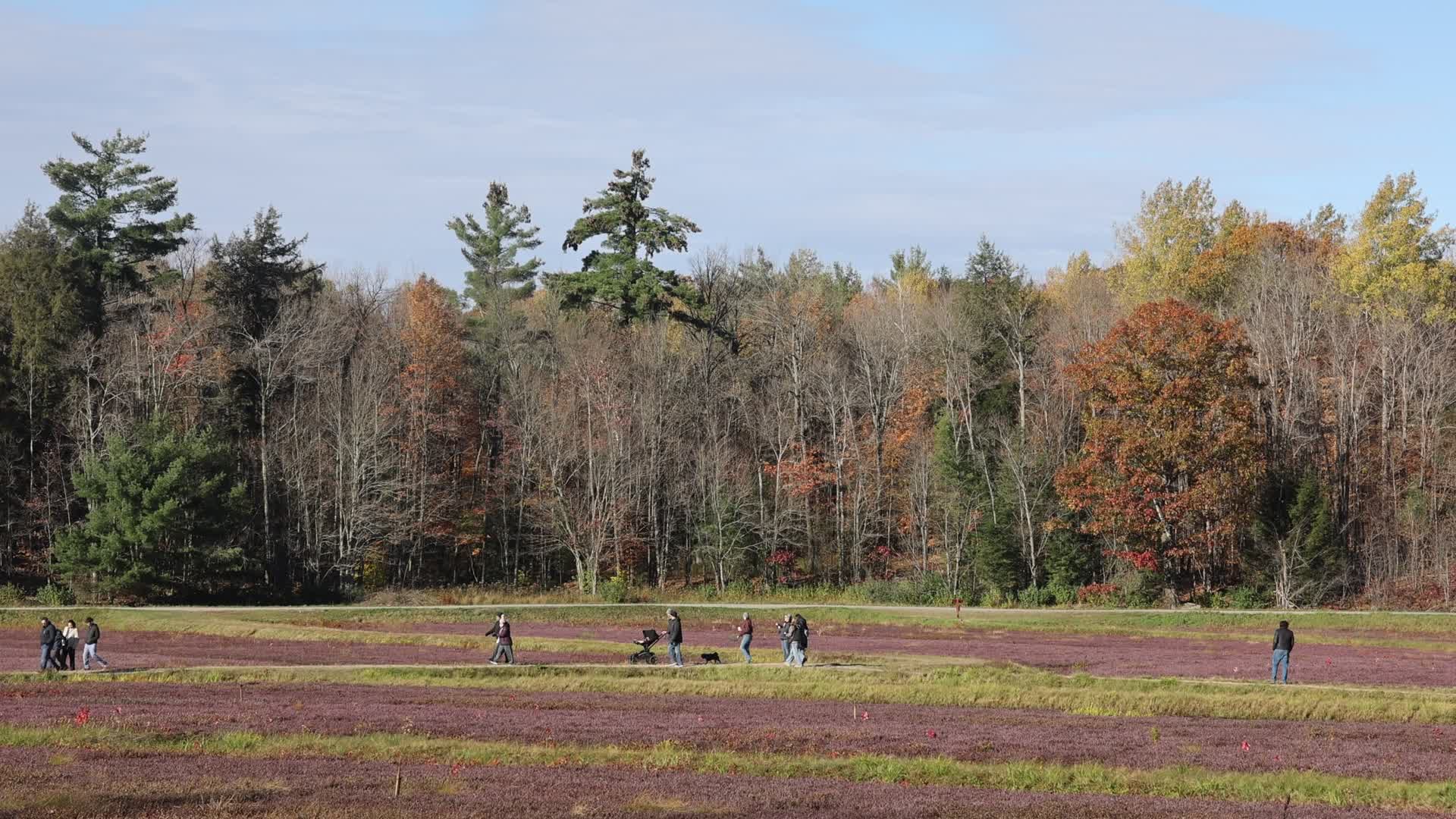 Cranberry Harvest in Canada