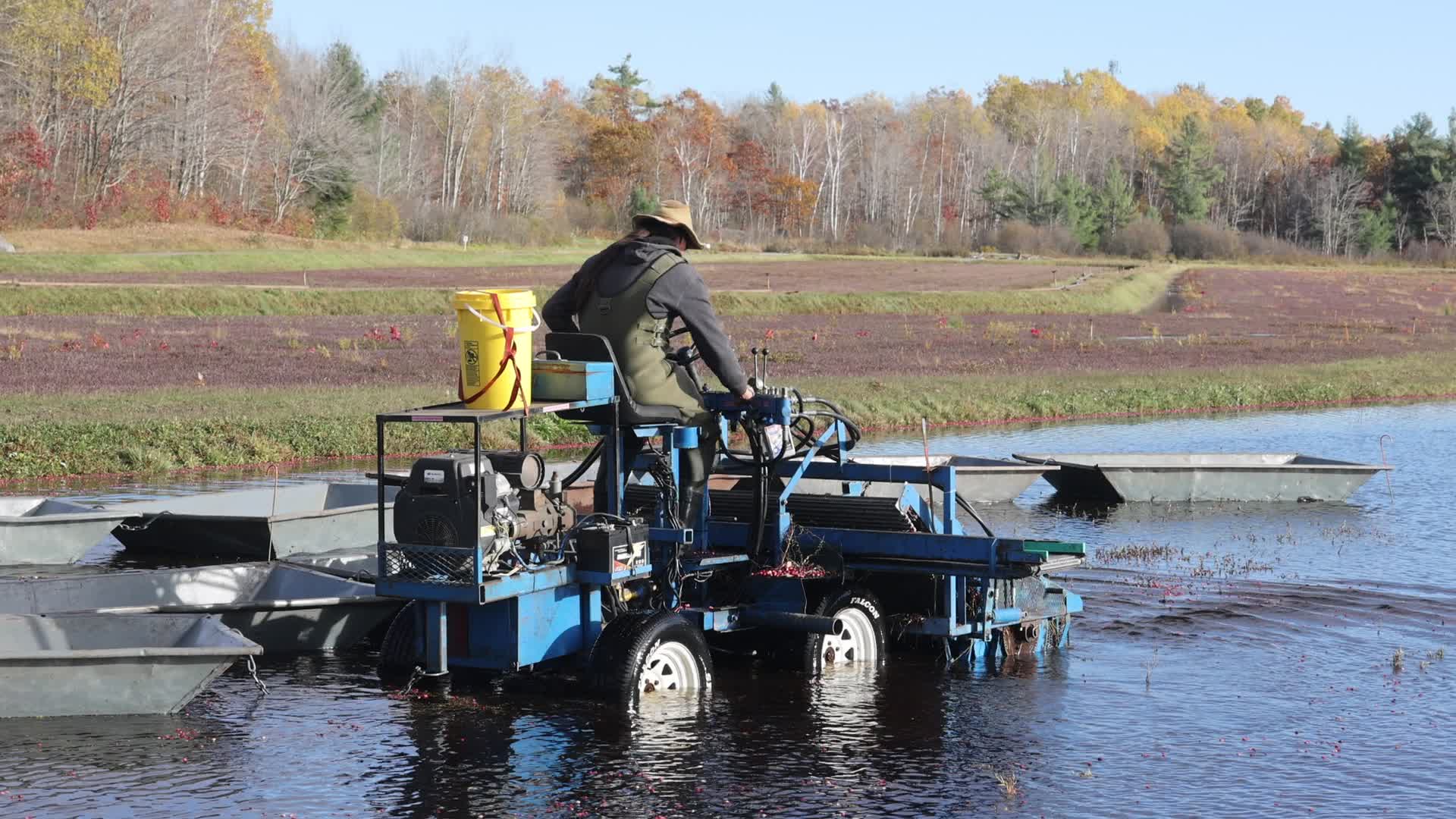 Cranberry Harvest in Canada
