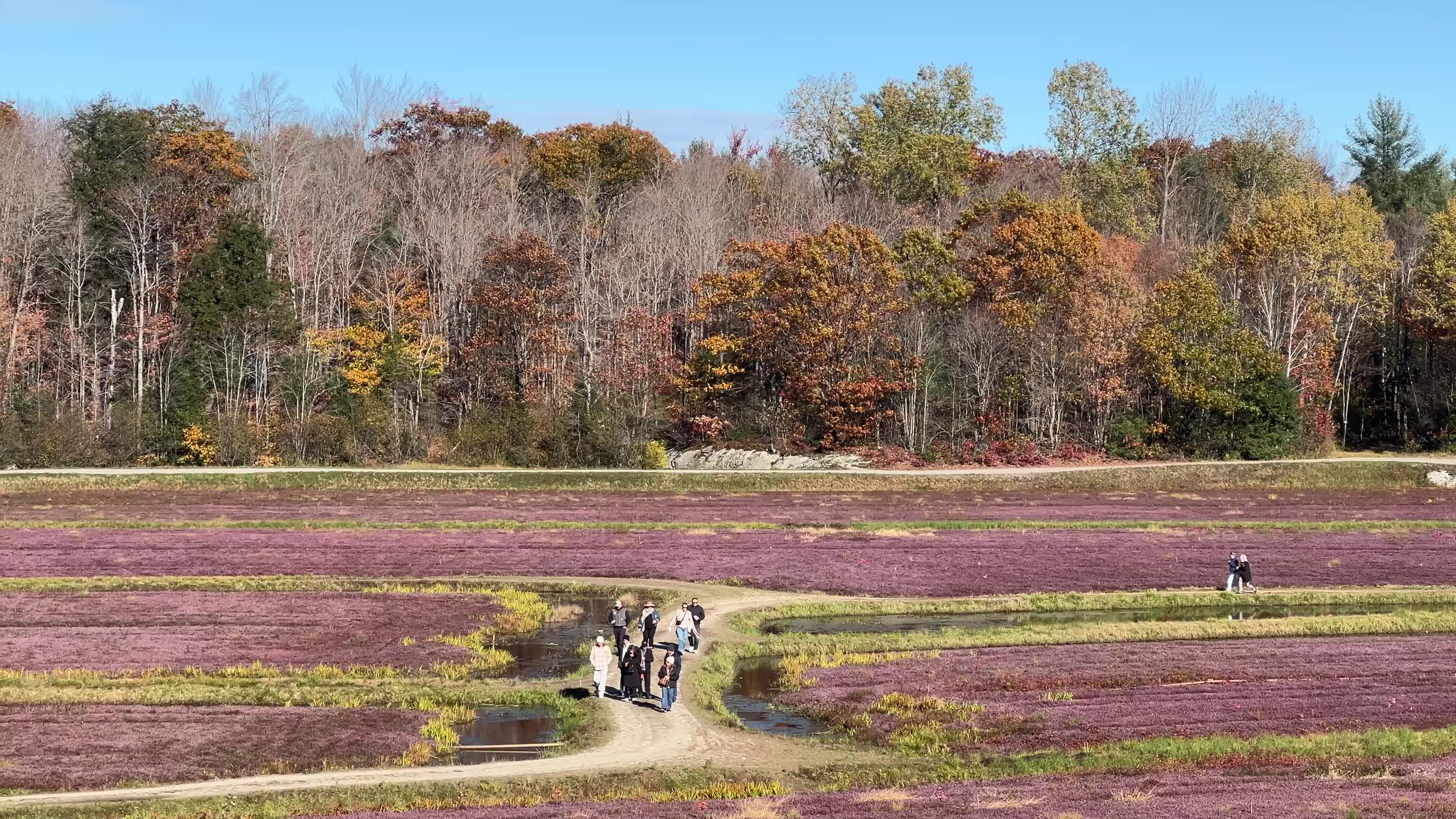Cranberry Harvest in Canada