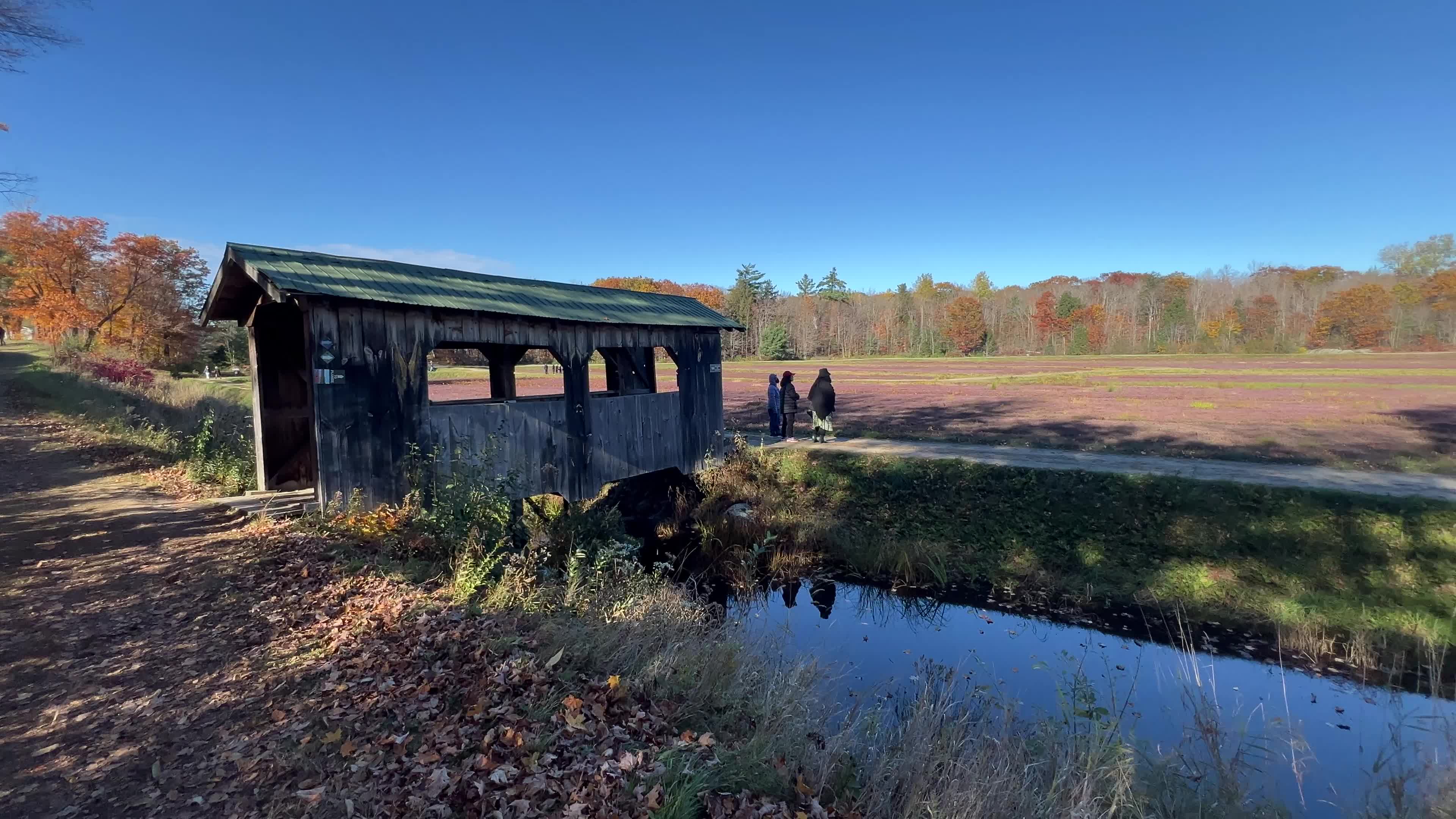 Cranberry Harvest in Canada