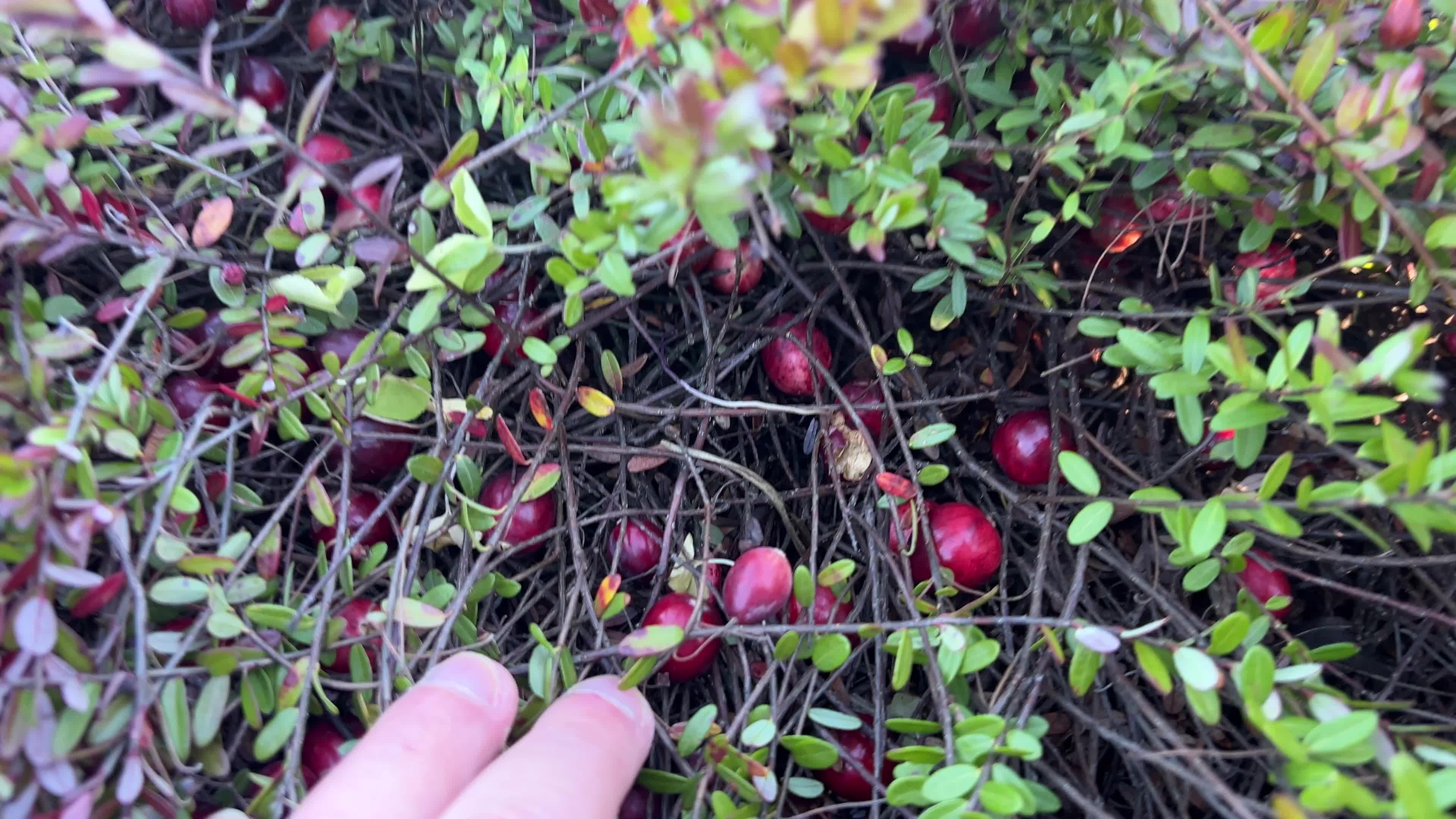 Cranberry Harvest in Canada