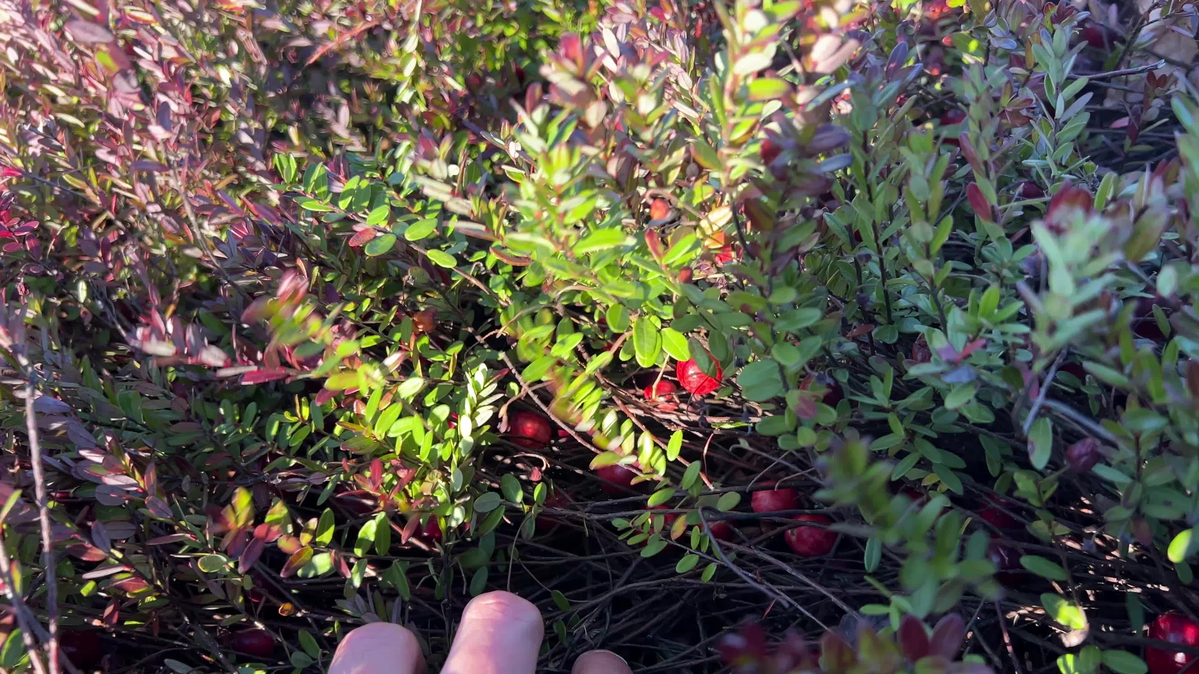 Cranberry Harvest in Canada