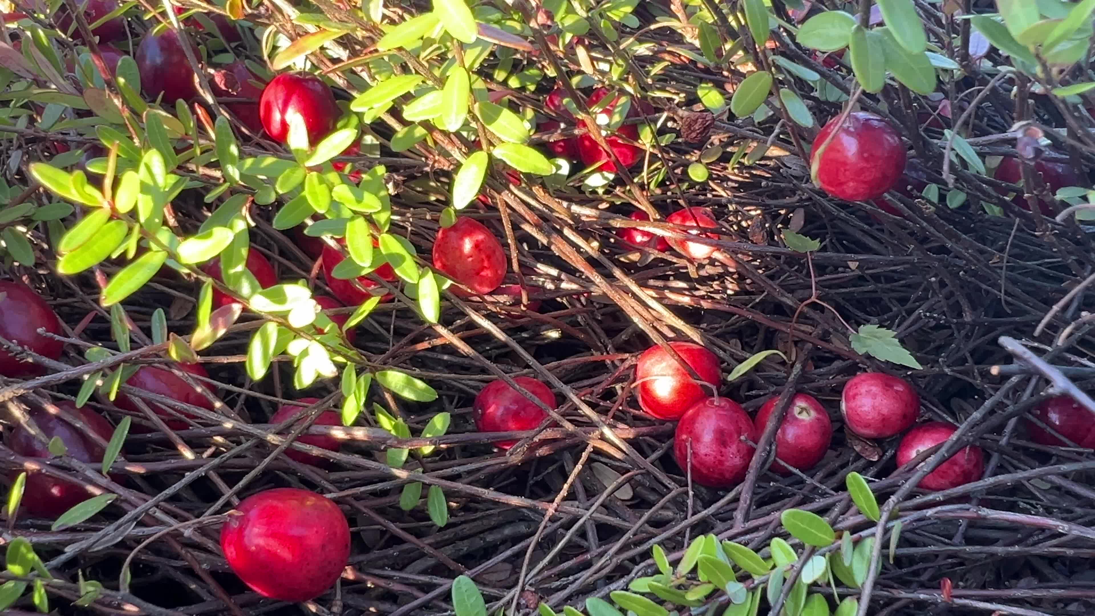 Cranberry Harvest in Canada