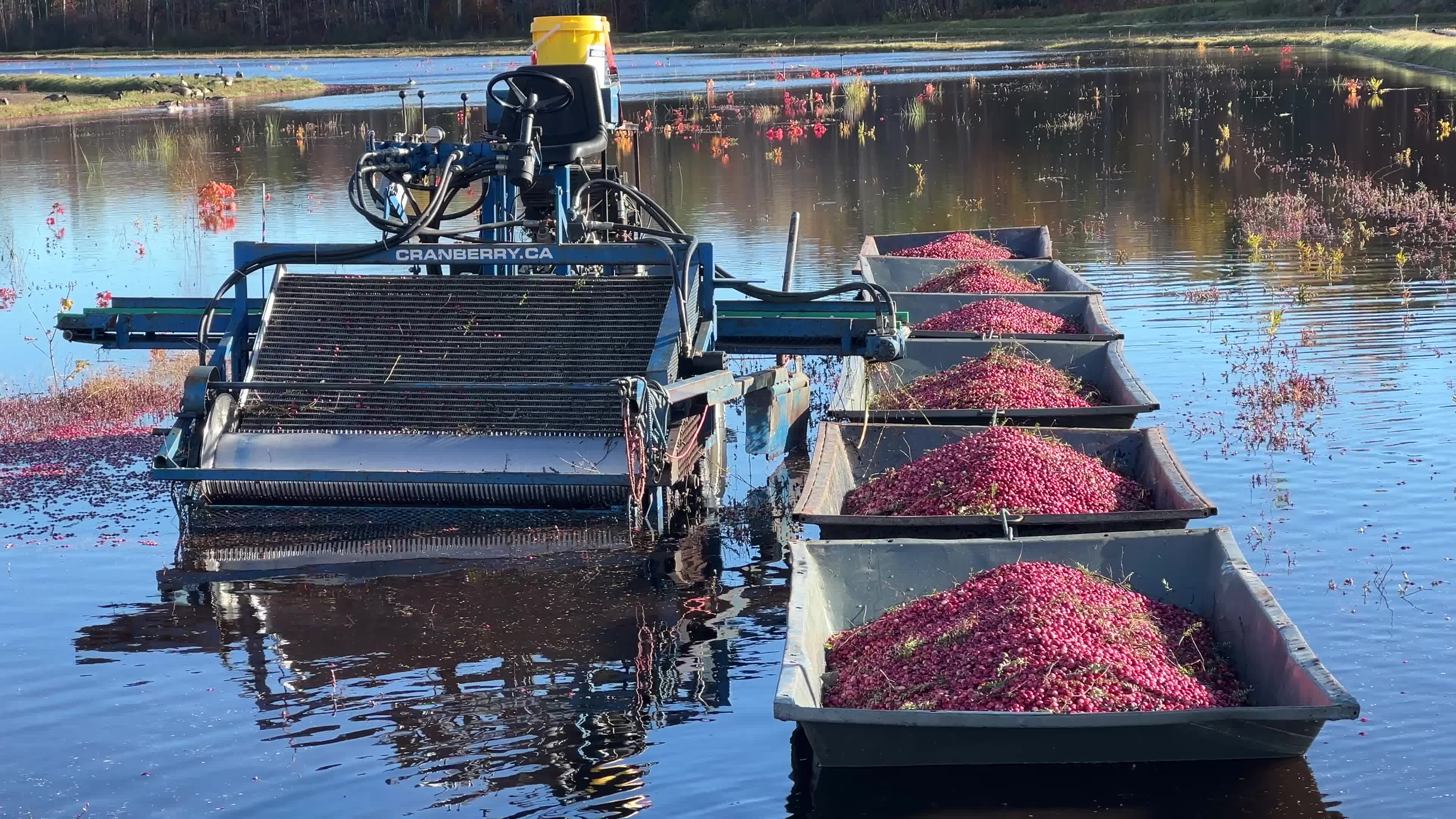 Cranberry Harvest in Canada