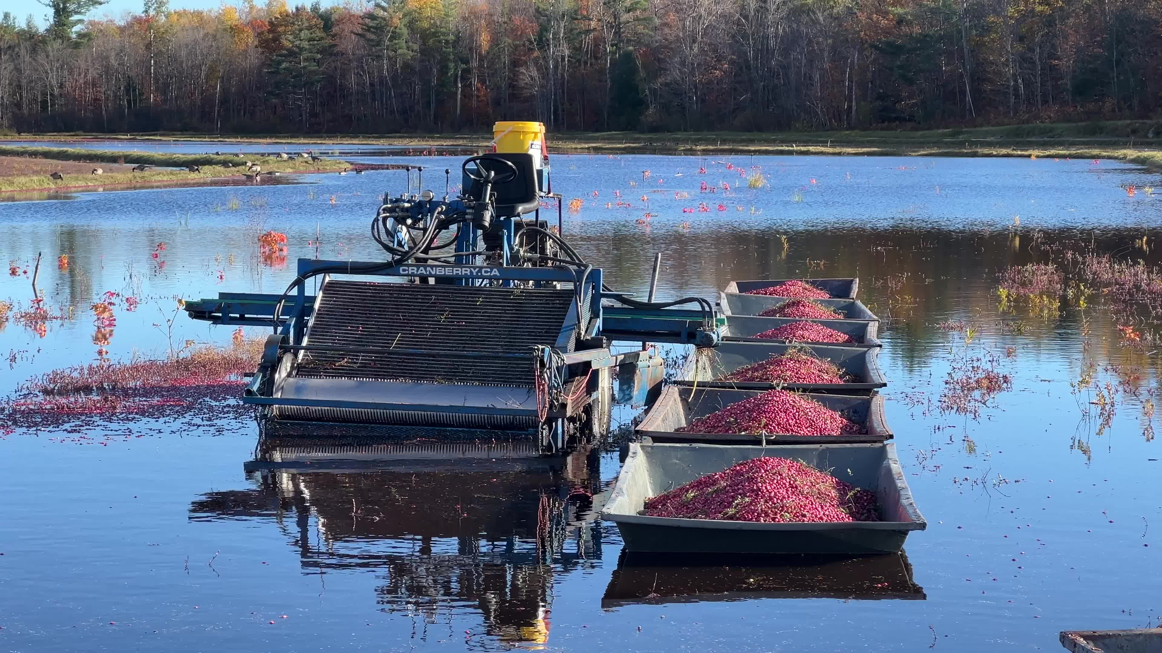 Cranberry Harvest in Canada
