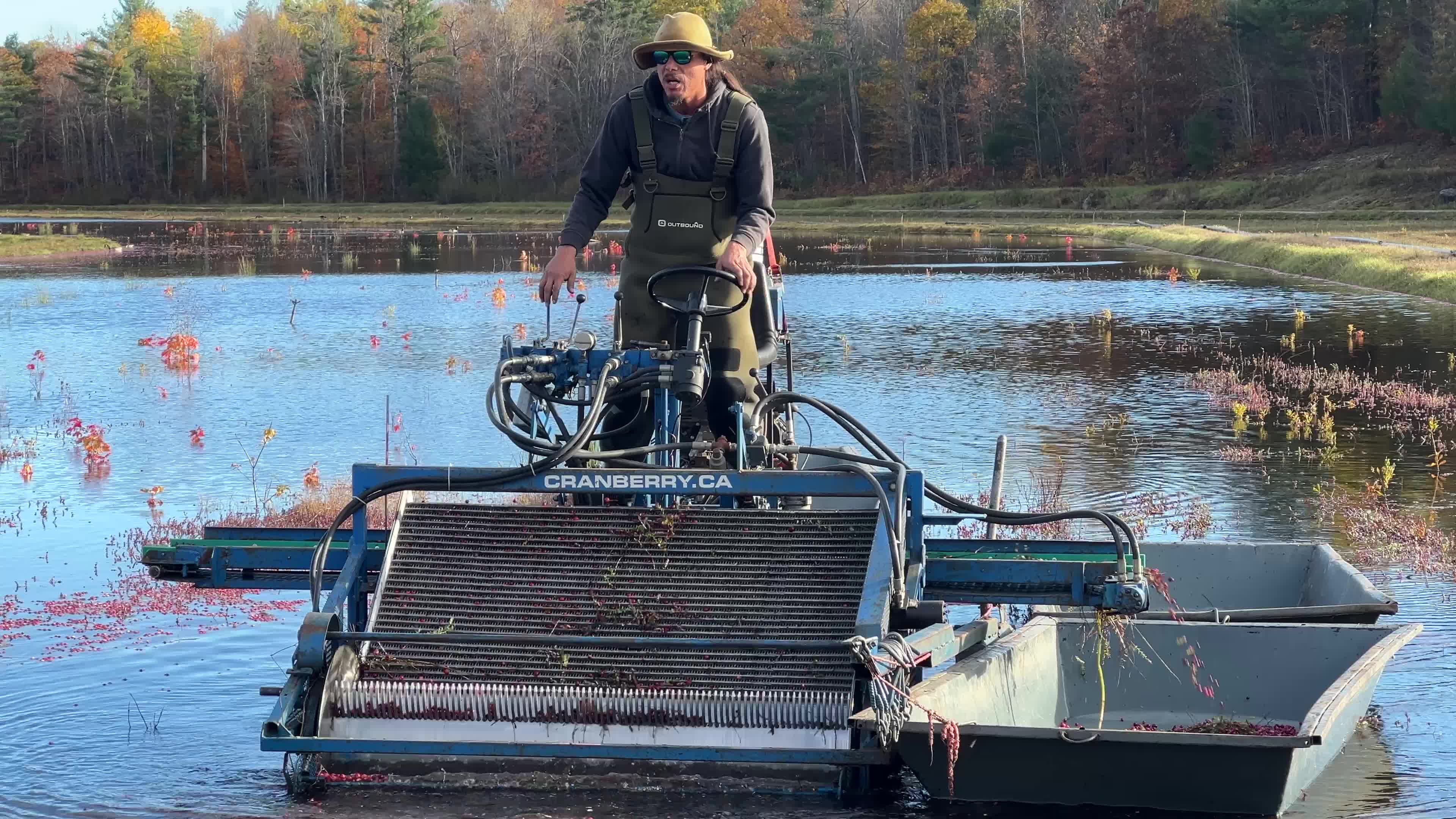 Cranberry Harvest in Canada