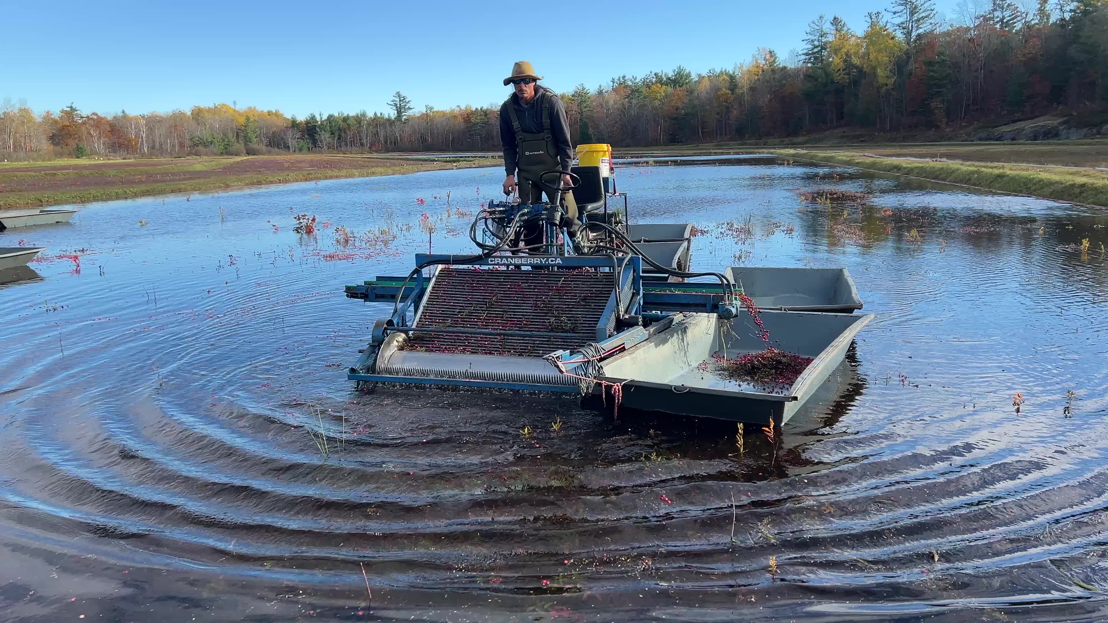 Cranberry Harvest in Canada